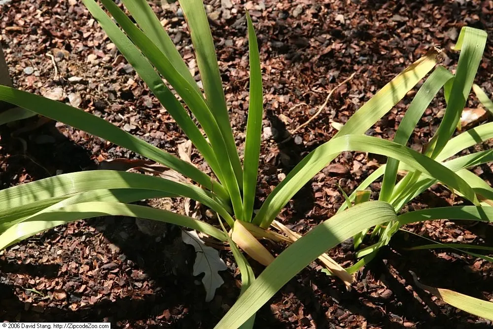 Dwarf Crested Iris (Iris Cristata) — Moderate watering will ensure its health; thriving under the dappled light of larger trees