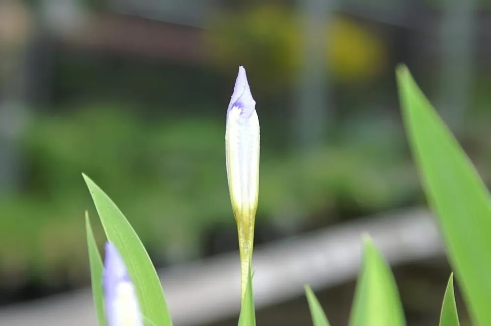 Dwarf Crested Iris (Iris Cristata) — Iris cristata prefers partial to full shade; bright green leaves that create an attractive backdrop for its ornate blossoms