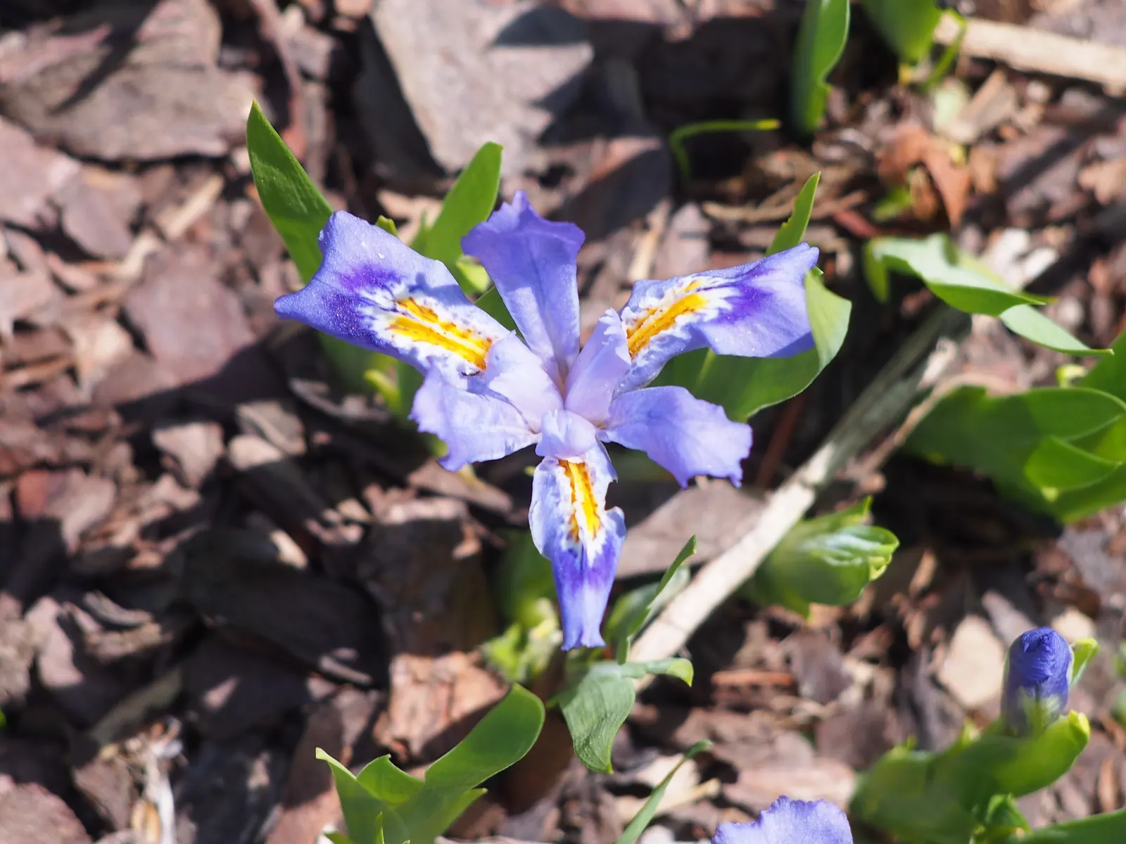 Dwarf Crested Iris (Iris Cristata) — This low-growing gem reaches a height of only 4-6 inches with a similar spread