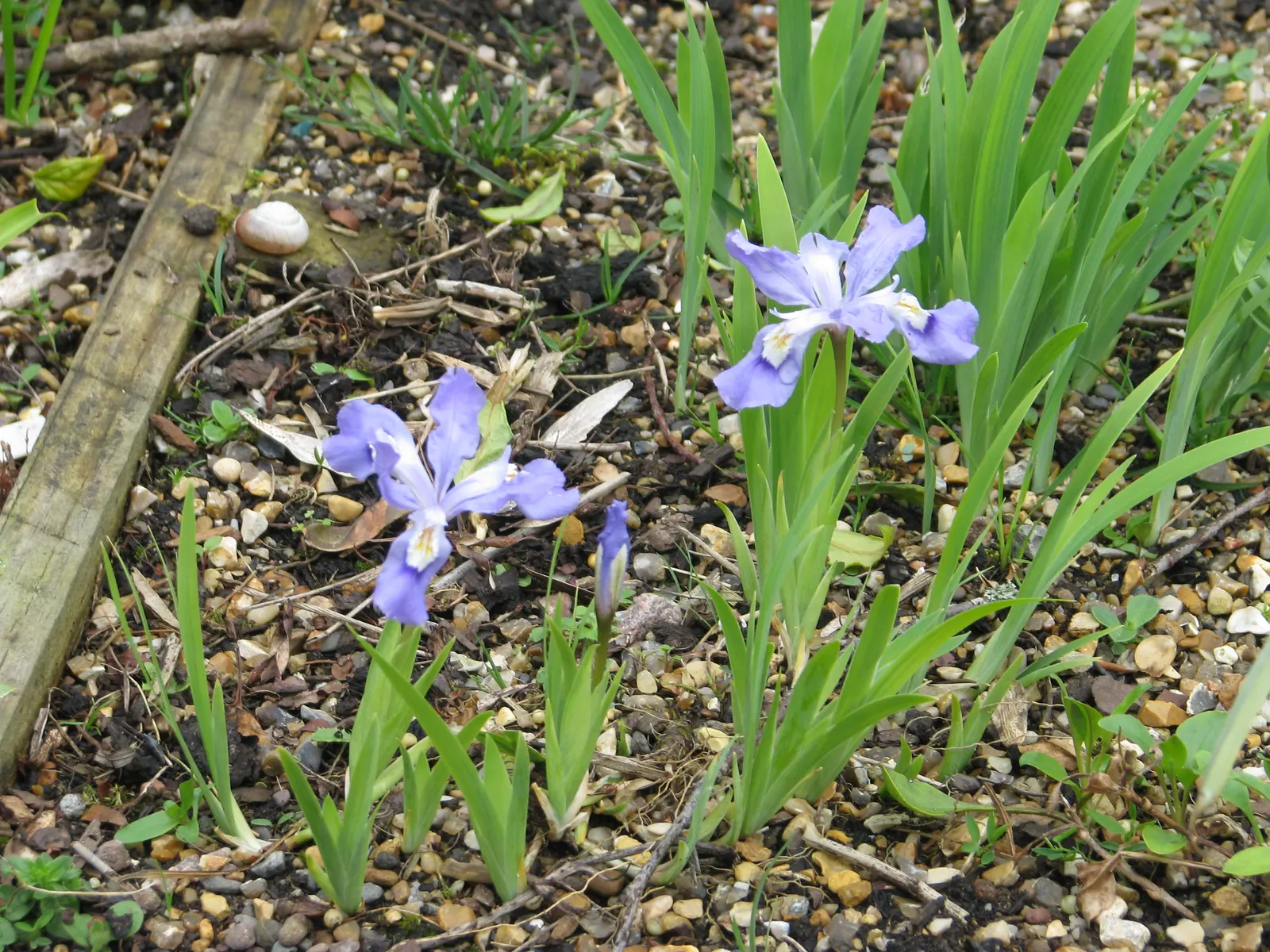 Dwarf Crested Iris (Iris Cristata) — bright green leaves that create an attractive backdrop for its ornate blossoms