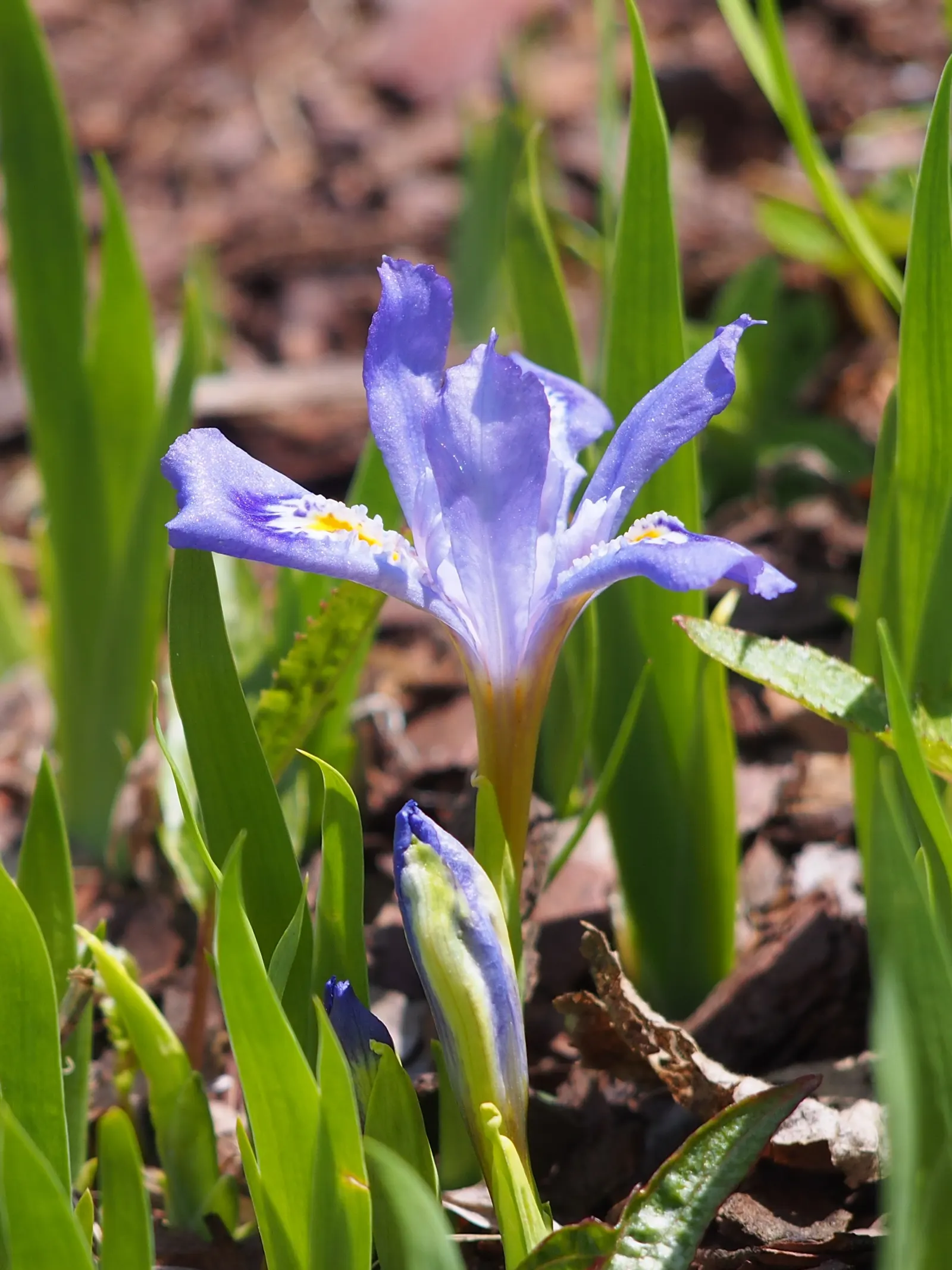 Dwarf Crested Iris (Iris Cristata) — Moderate watering will ensure its health