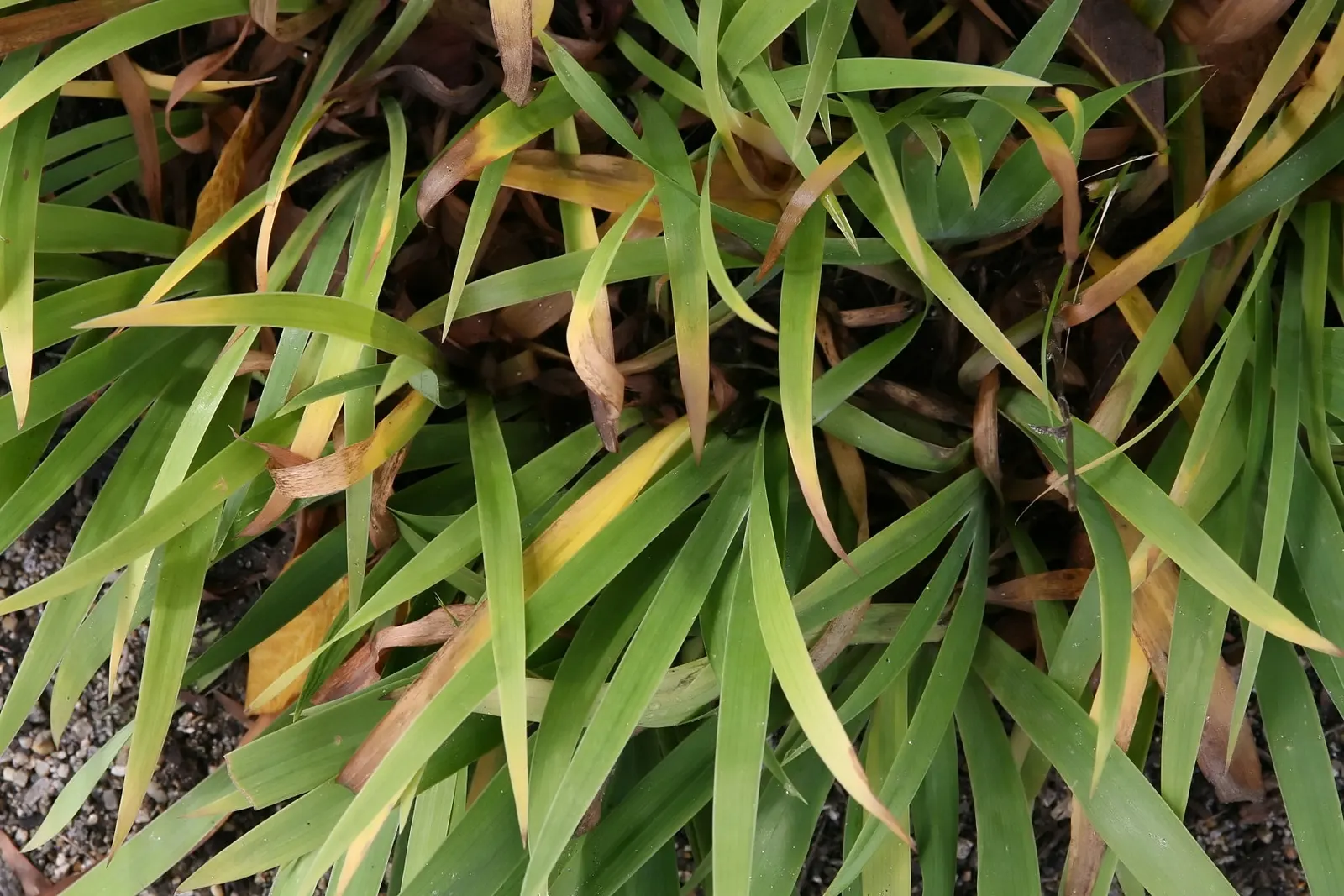 Dwarf Crested Iris (Iris Cristata) — perennial for half or shade