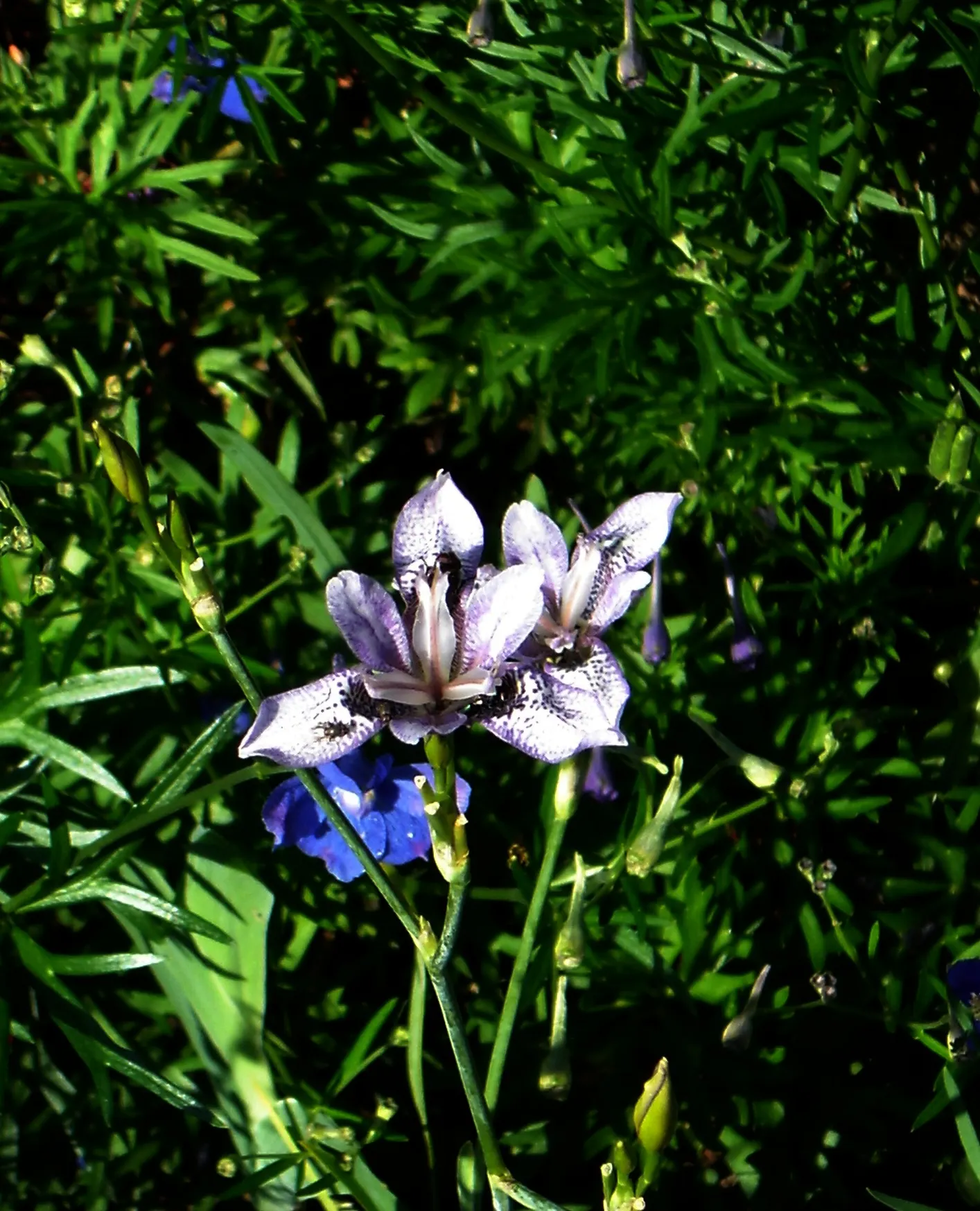 Dwarf Crested Iris (Iris Cristata) — it produces exquisite flowers with a typical spread of 1.5 to 3 inches; well-drained soils rich in organic matter