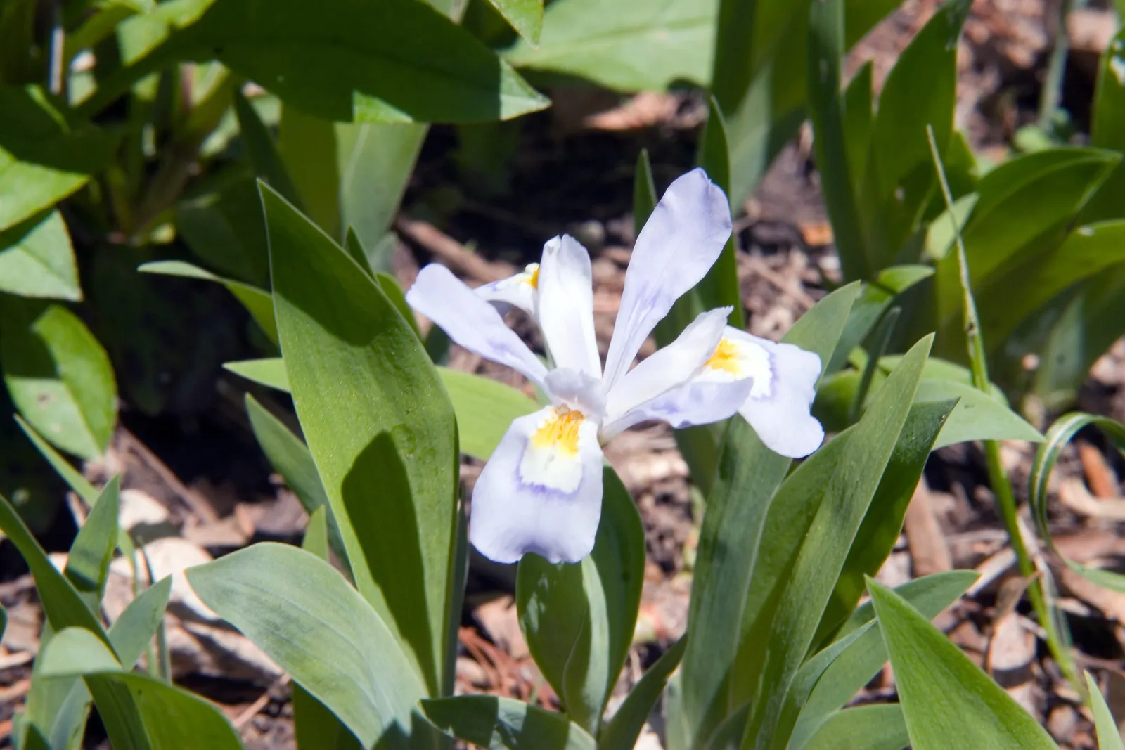 Dwarf Crested Iris (Iris Cristata) — thriving in partial to full shade