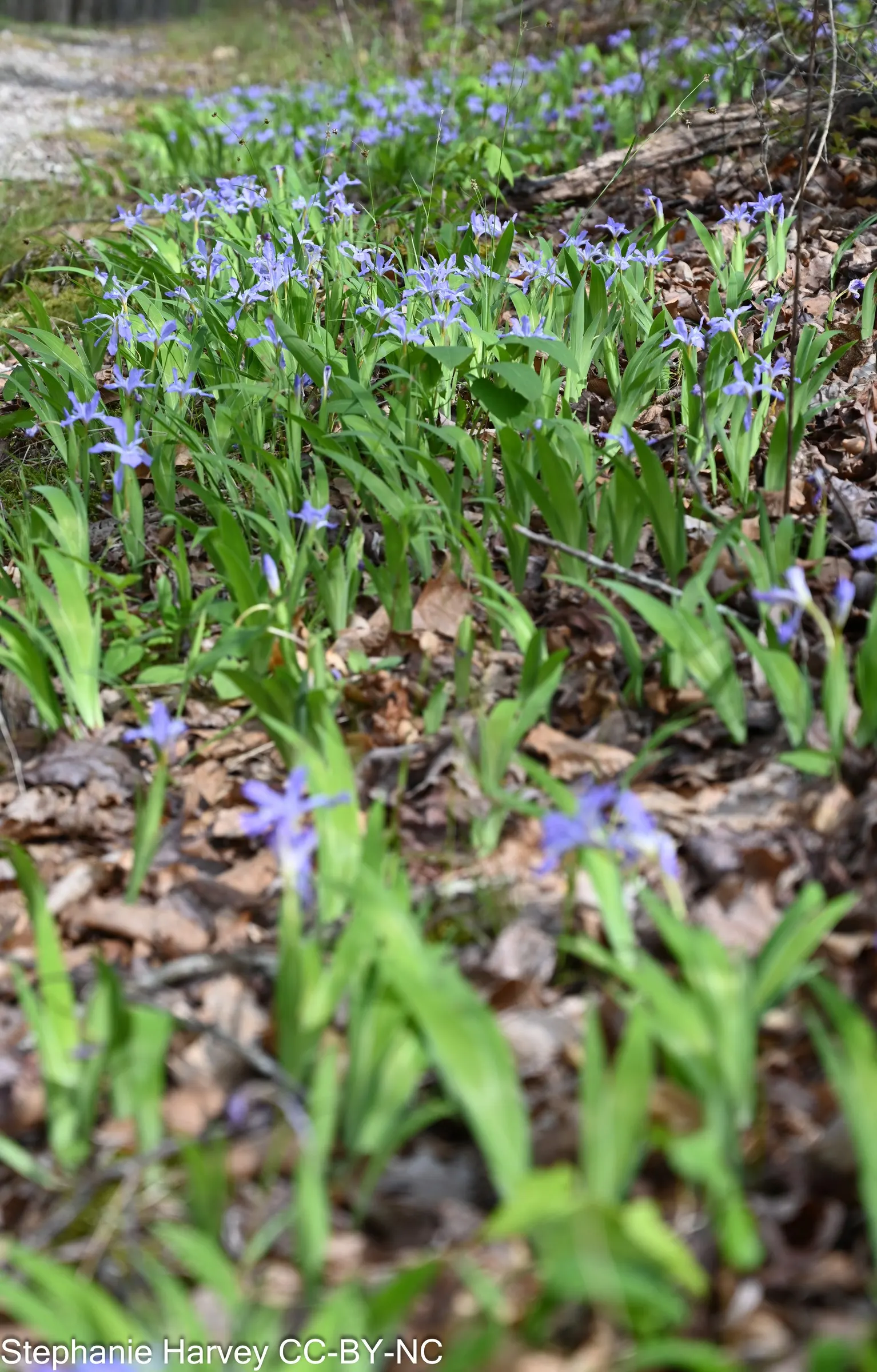 Dwarf Crested Iris (Iris Cristata) — adorned with a striking gold or white crest on each fall.<br><br>For optimal growth; blooming profusely in April to May