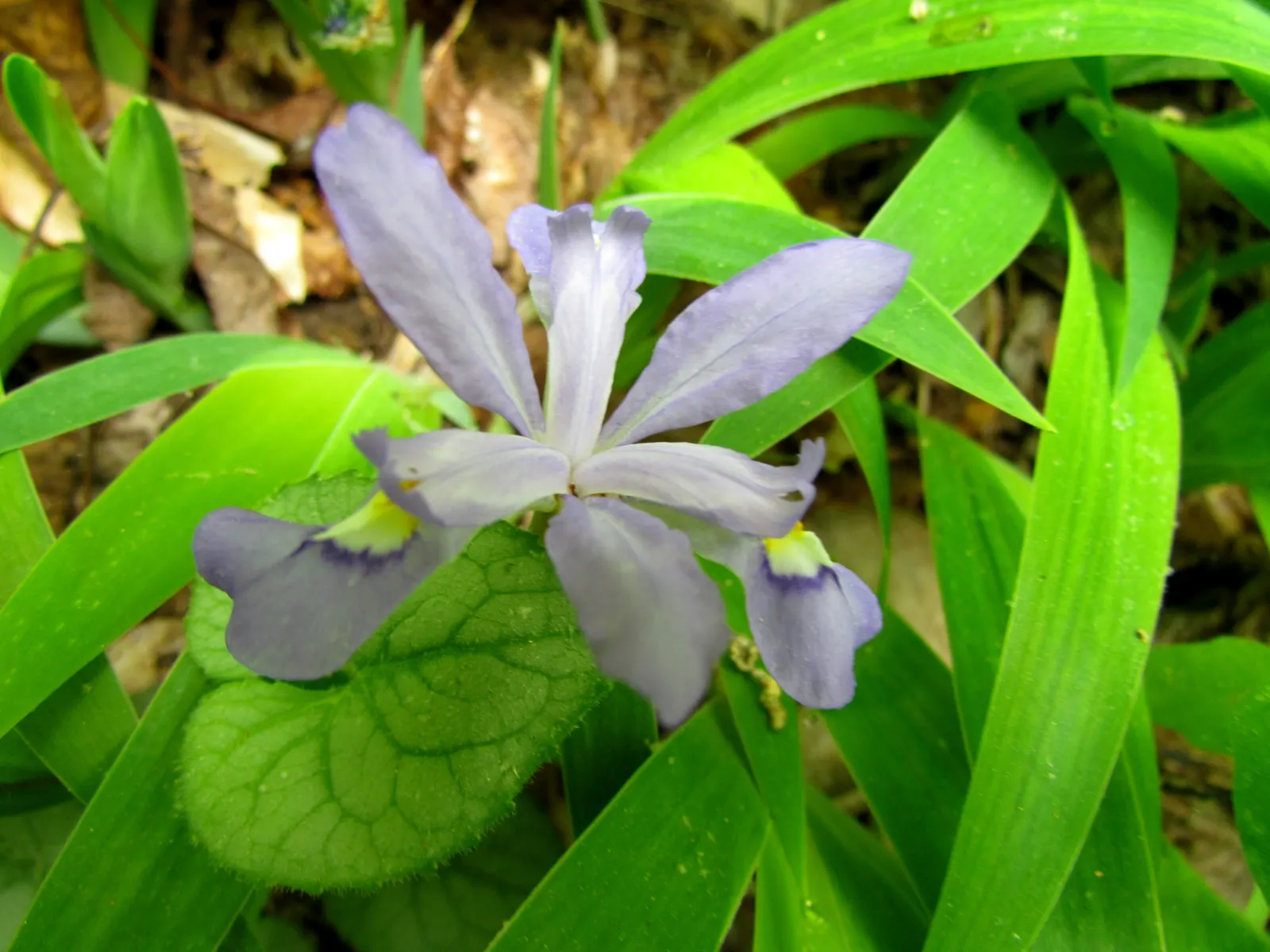 Dwarf Crested Iris (Iris Cristata) — It's well-suited to moist