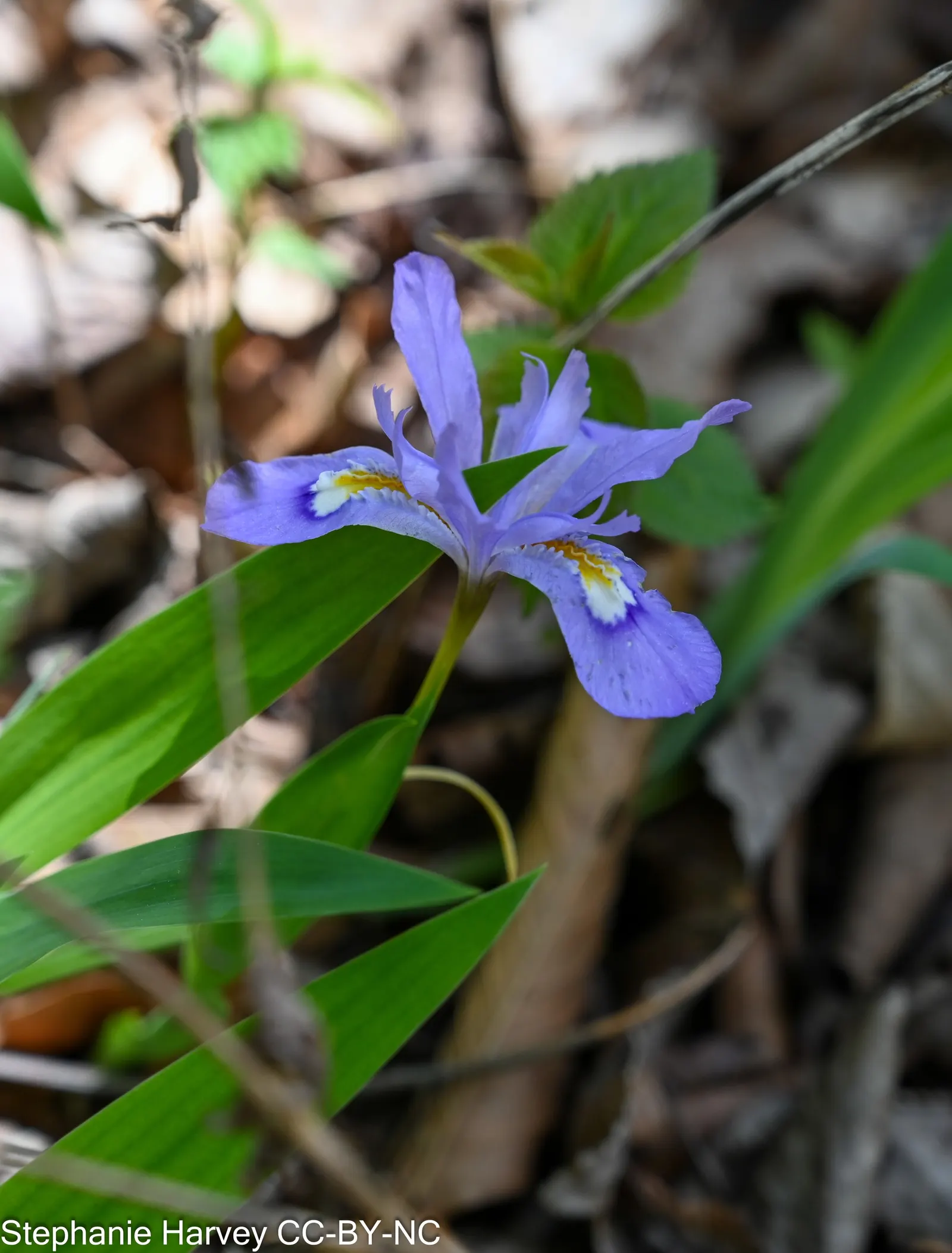 Dwarf Crested Iris (Iris Cristata) — it produces exquisite flowers with a typical spread of 1.5 to 3 inches