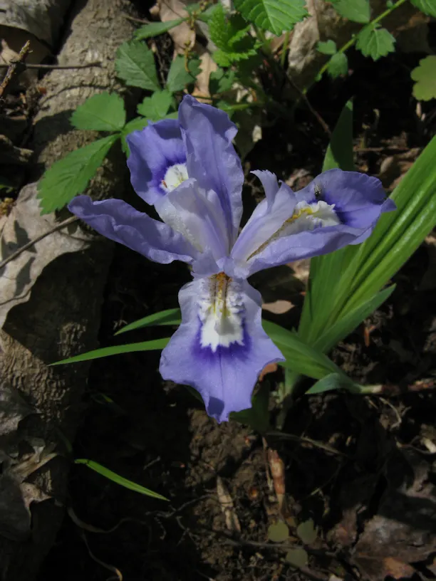 Dwarf Crested Iris (Iris Cristata) — Ideal for woodland gardens and border fronts