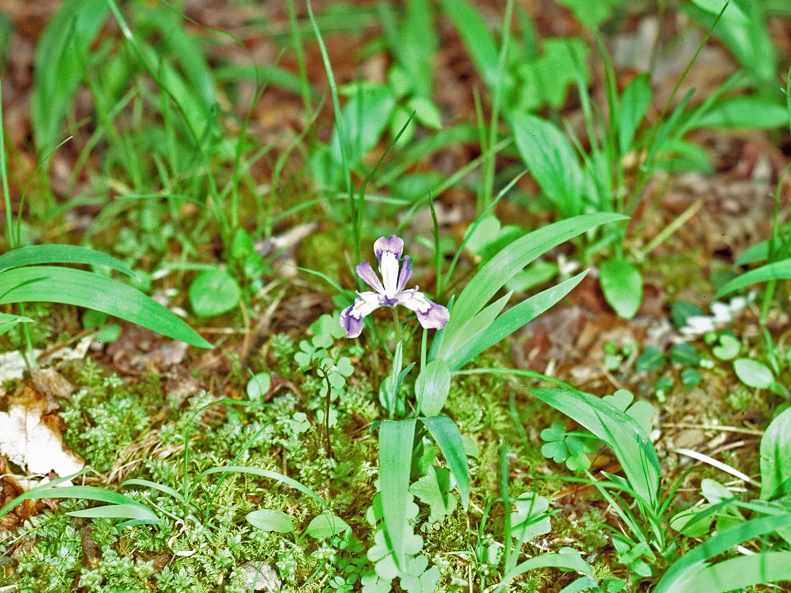 Dwarf Crested Iris (Iris Cristata) — particularly suitable for rock gardens or woodland settings