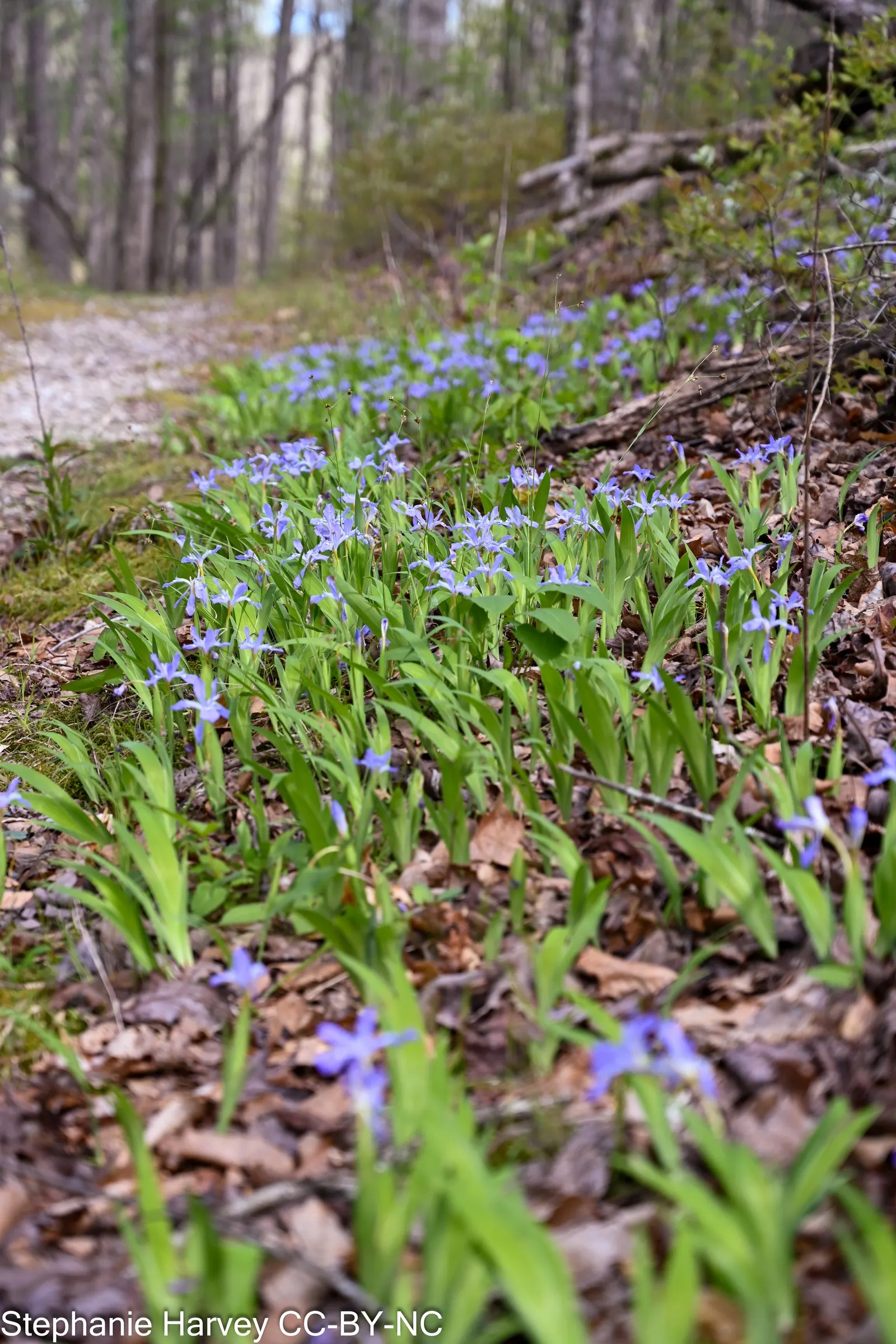 Dwarf Crested Iris (Iris Cristata) — Hardy in zones 3-9, it's a low-maintenance addition offering early spring color; moderate watering will ensure its health