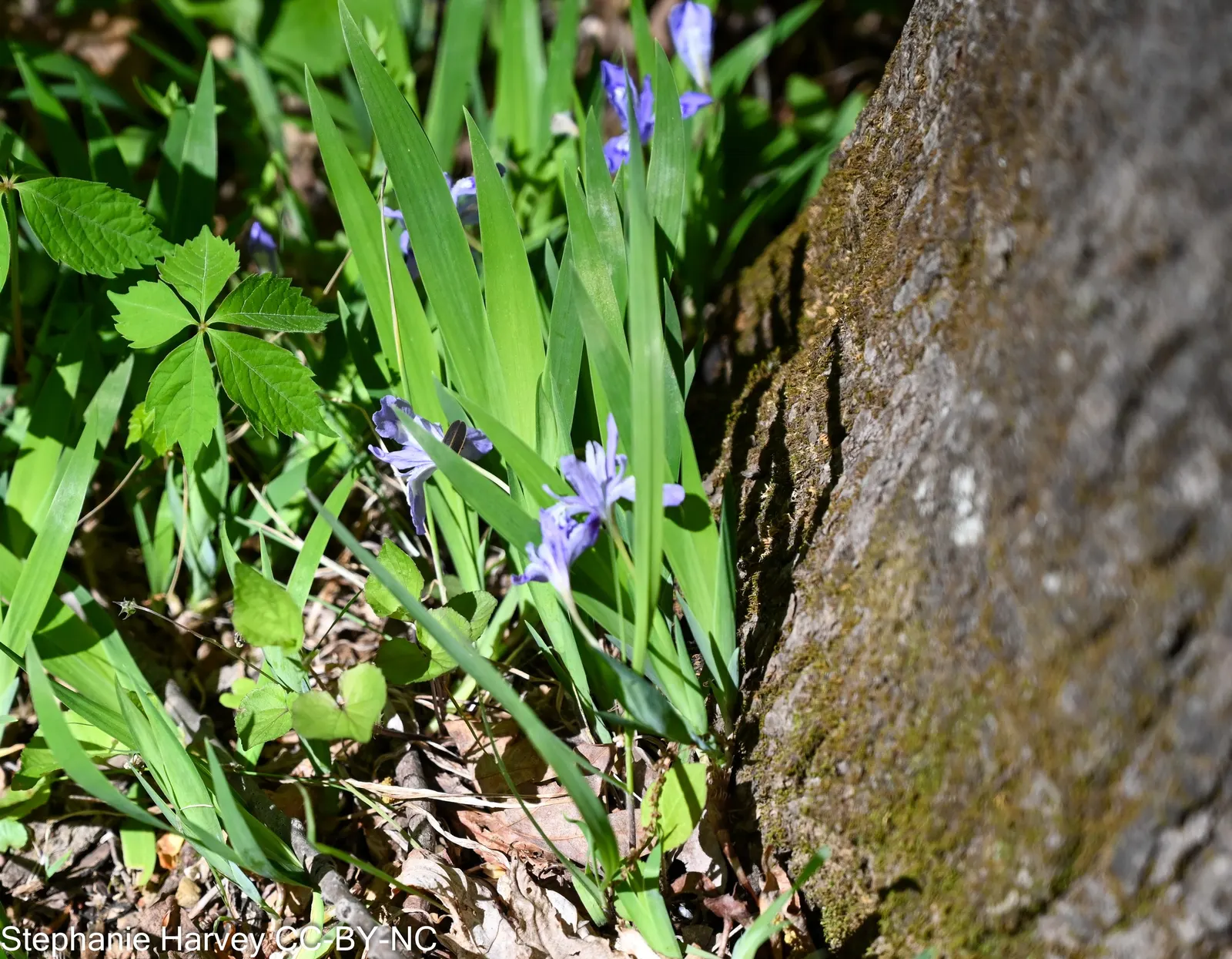 Dwarf Crested Iris (Iris Cristata) — well-drained soils rich in organic matter; it requires well-drained soil