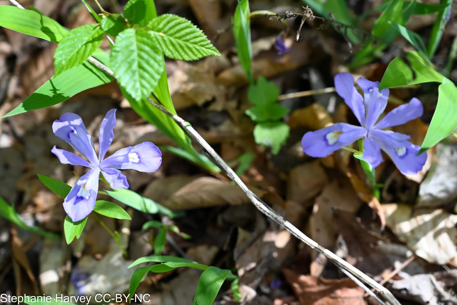 Dwarf Crested Iris (Iris Cristata) — showcasing resilience to varying climates.<br><br>The foliage of Iris cristata consists of slender