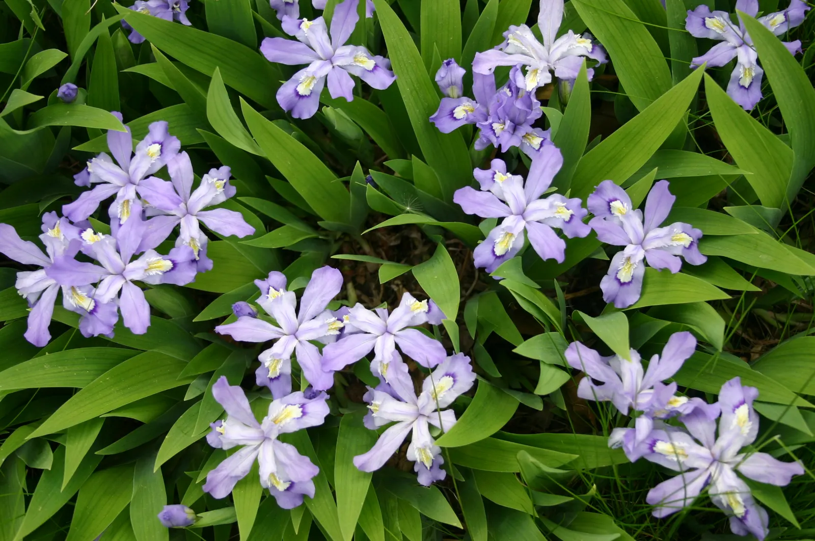 Dwarf Crested Iris (Iris Cristata) — Flowering predominantly in April and May
