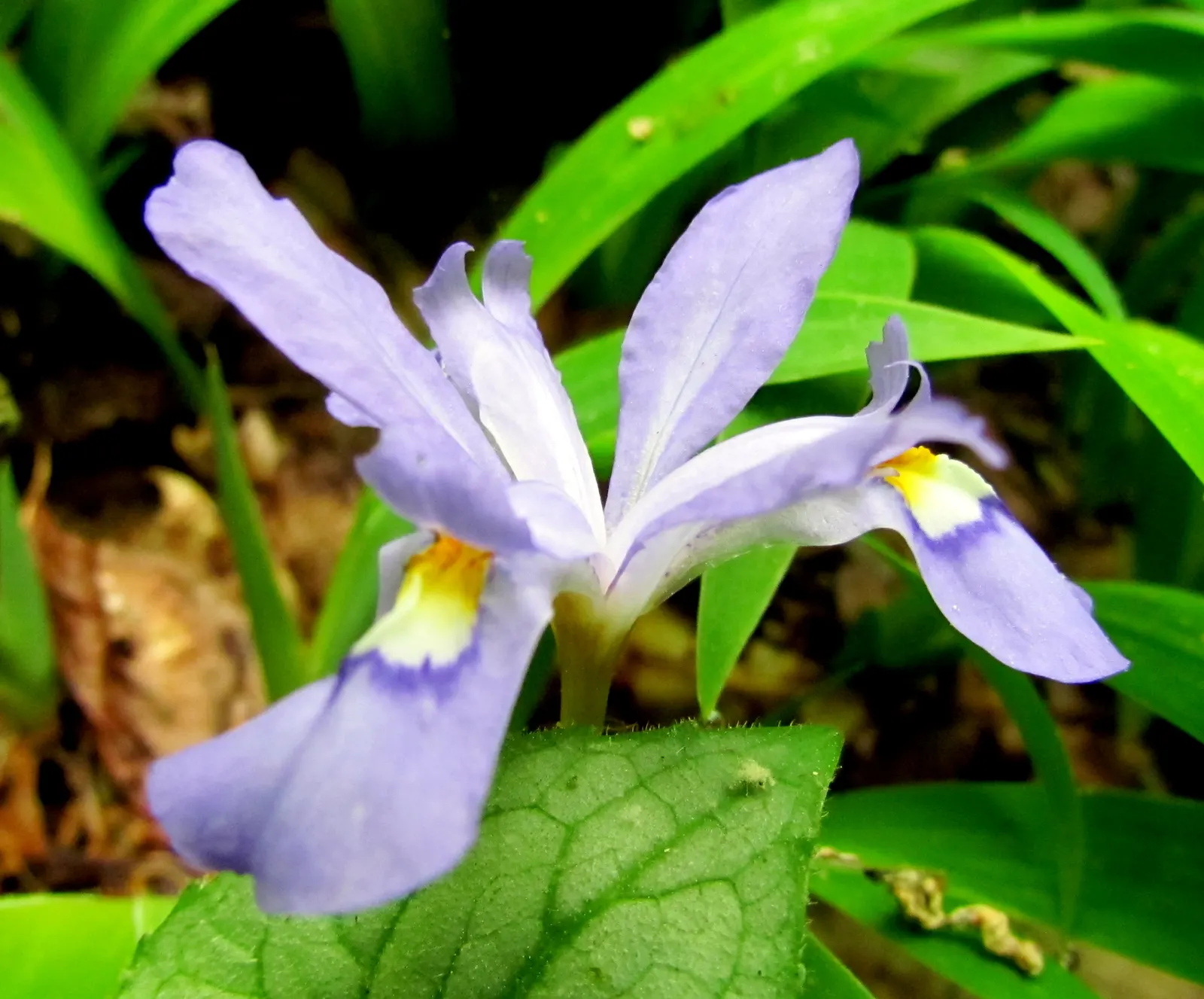 Dwarf Crested Iris (Iris Cristata) — Iris cristata prefers partial to full shade