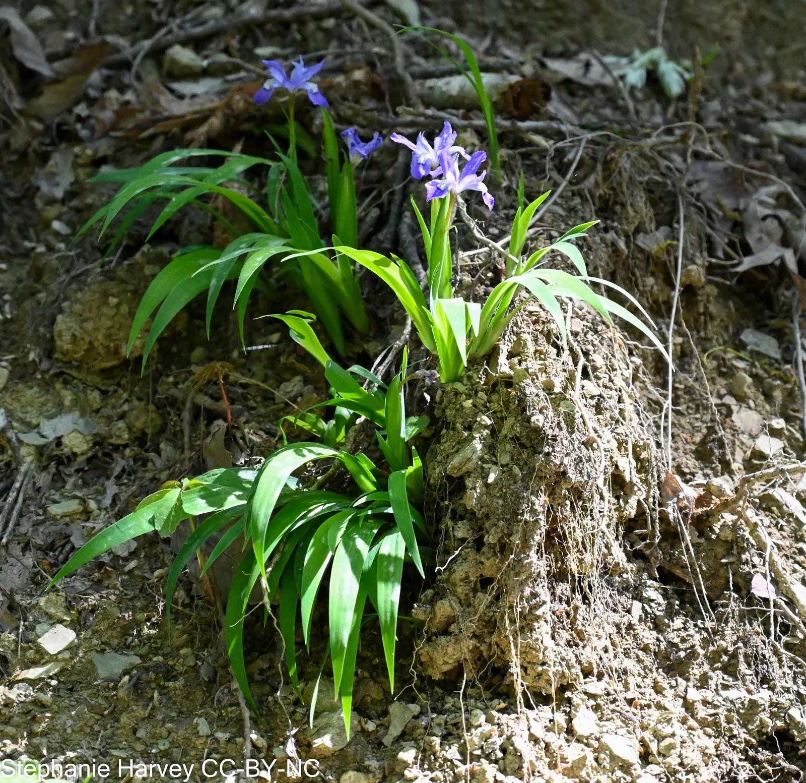 Dwarf Crested Iris (Iris Cristata) — thriving in partial to full shade; offering a perennial display that is both deer-resistant and capable of attracting