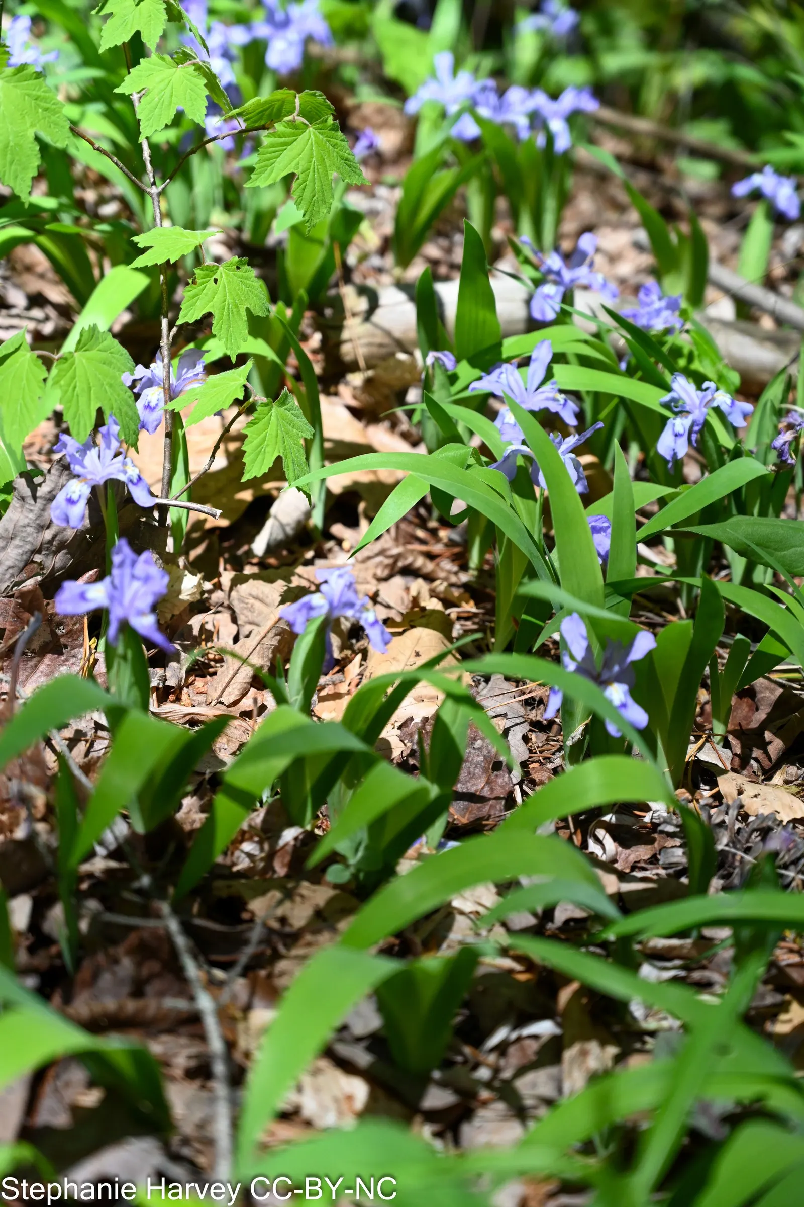 Dwarf Crested Iris (Iris Cristata) — offering a perennial display that is both deer-resistant and capable of attracting pollinators