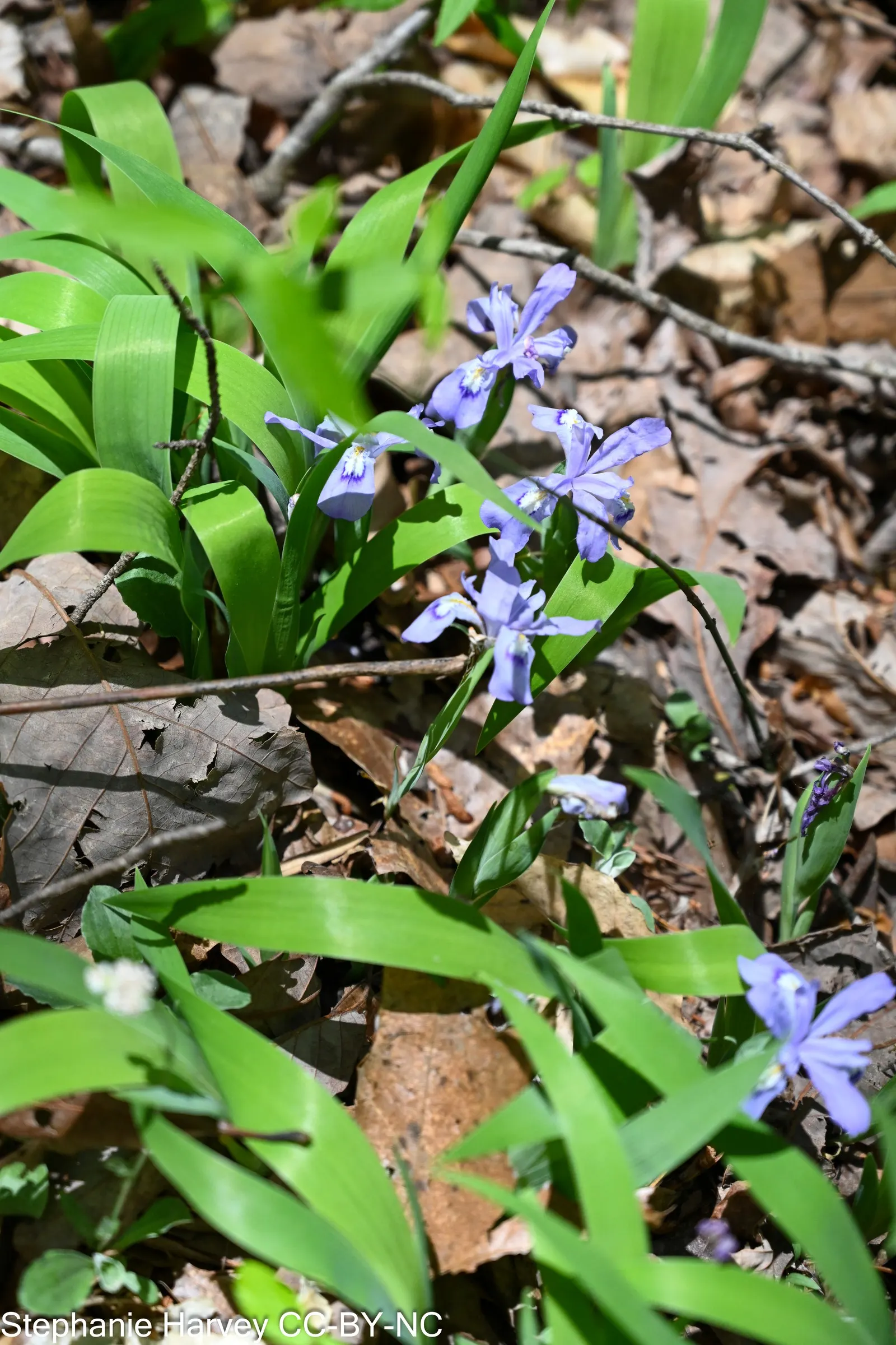 Dwarf Crested Iris (Iris Cristata) — It's well-suited to moist; perennial with blue and multi-colored and purple and white and yellow blooms