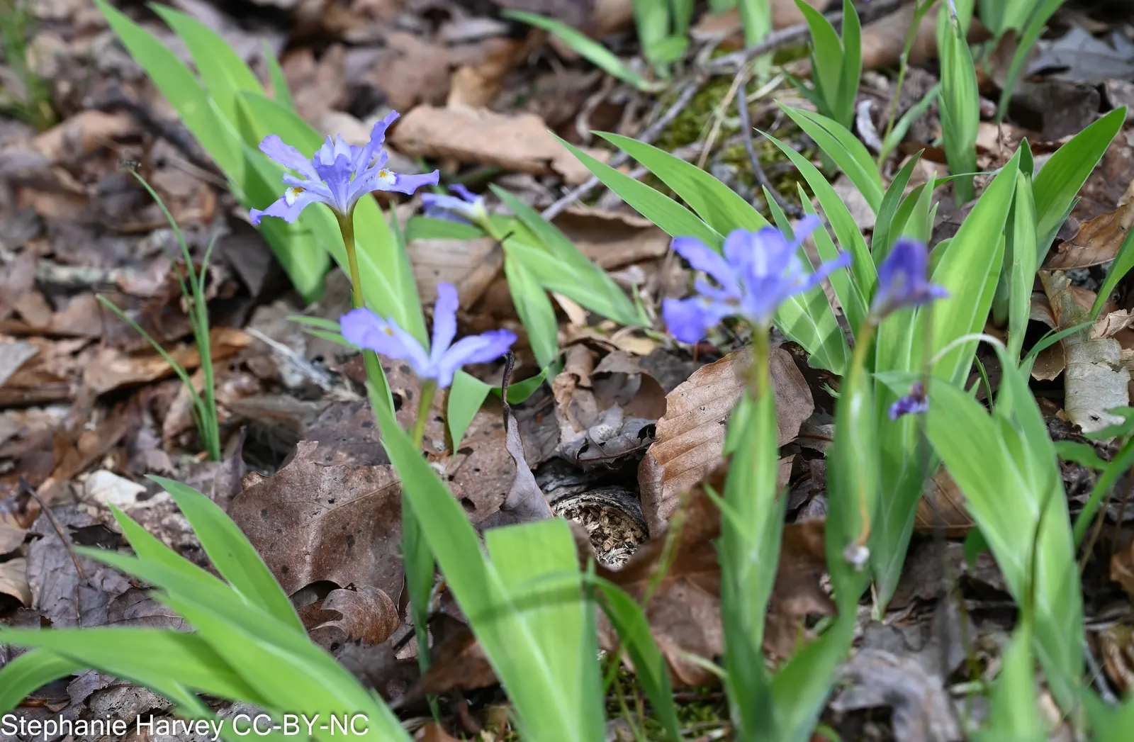 Dwarf Crested Iris (Iris Cristata) — it requires well-drained soil