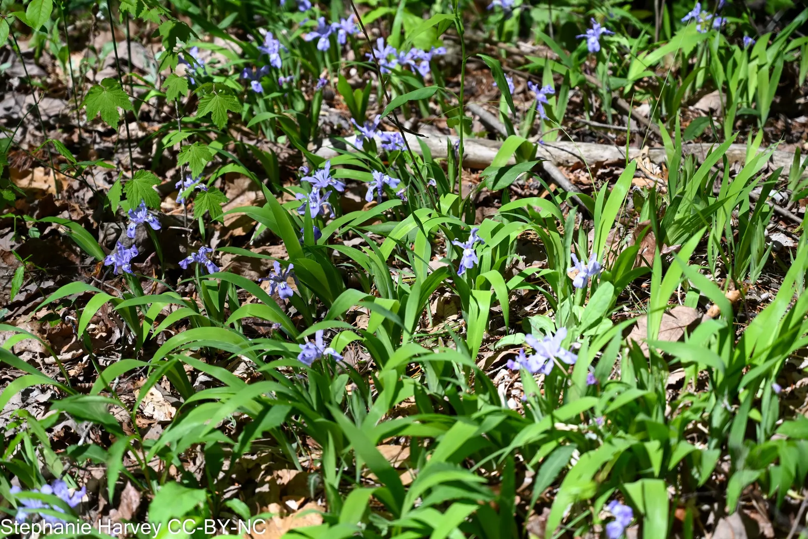Dwarf Crested Iris (Iris Cristata) — showcasing resilience to varying climates.<br><br>The foliage of Iris cristata consists of slender; commonly known as