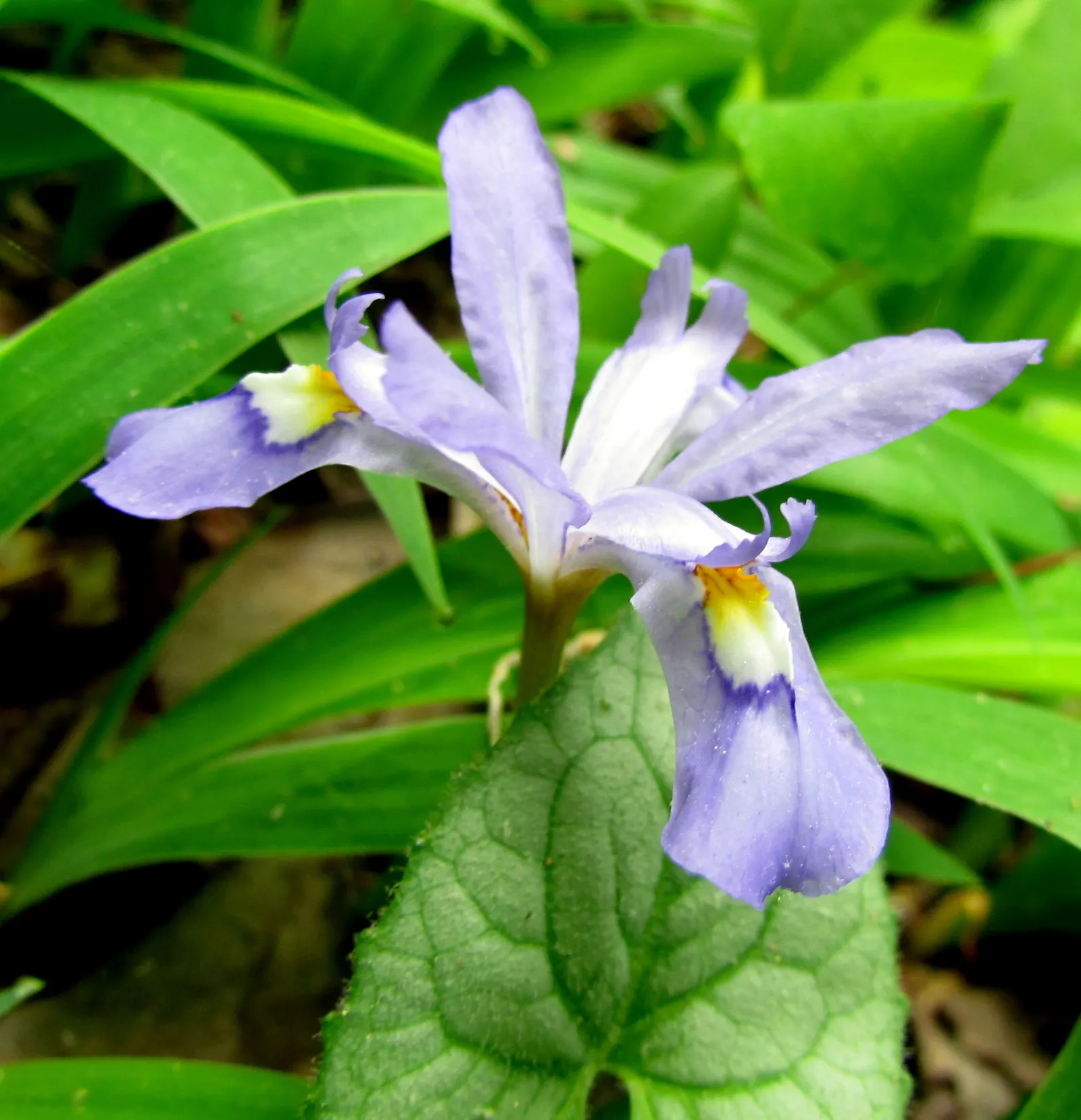 Dwarf Crested Iris (Iris Cristata) — is a charming native perennial featuring vibrant purple-blue flowers with yellow crested markings