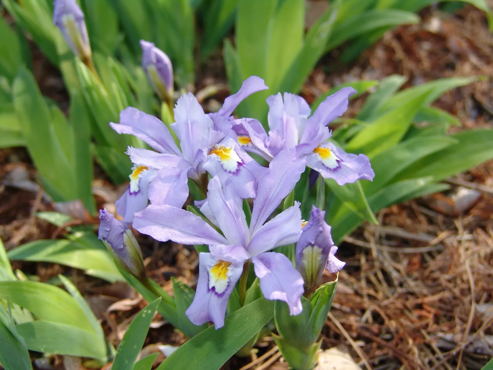 Dwarf Crested Iris (Iris Cristata) — Its compact rhizomatous clumps form a groundcover that flourishes in USDA Hardiness Zones 3 through 9