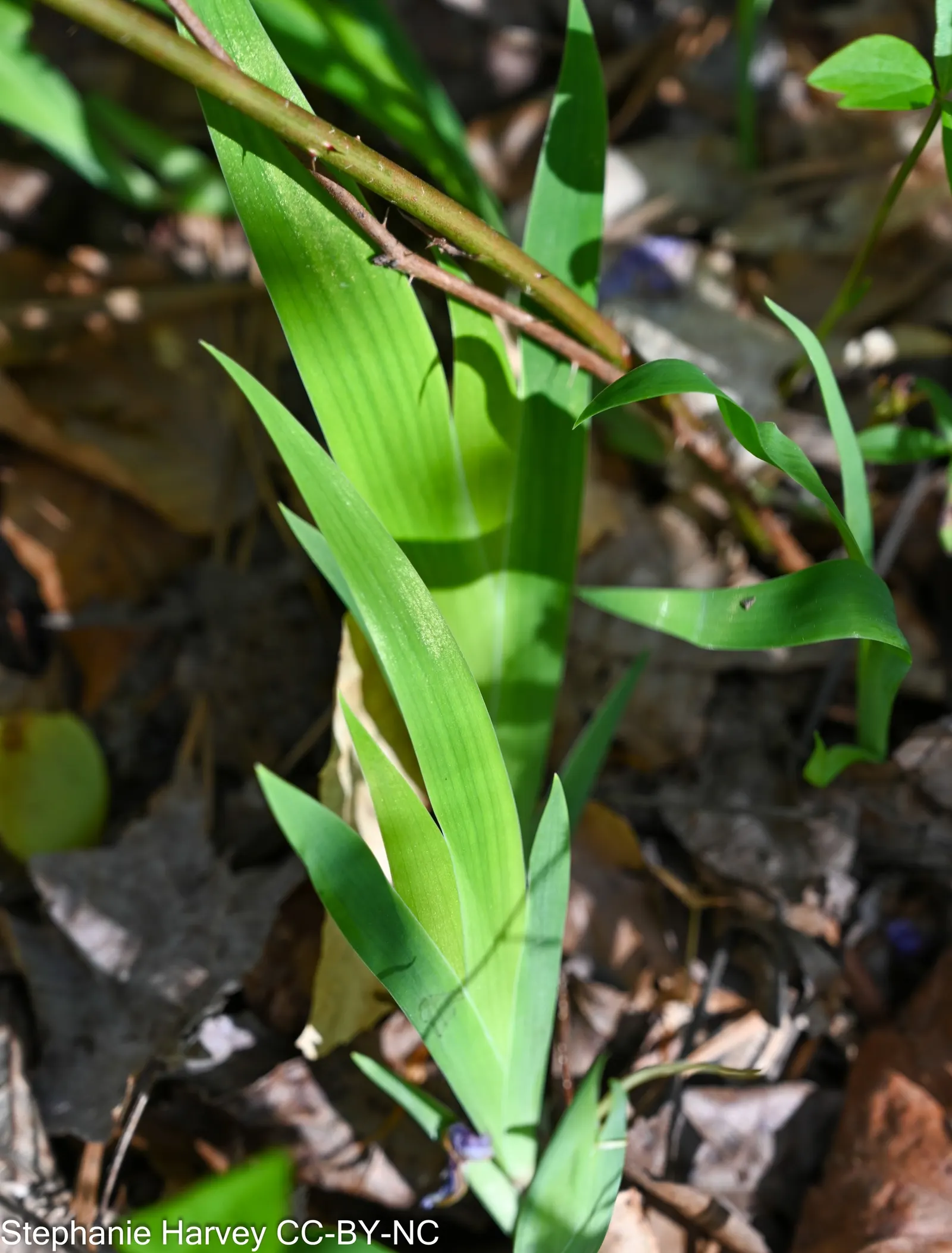 Dwarf Crested Iris (Iris Cristata) — adorned with a striking gold or white crest on each fall.<br><br>For optimal growth