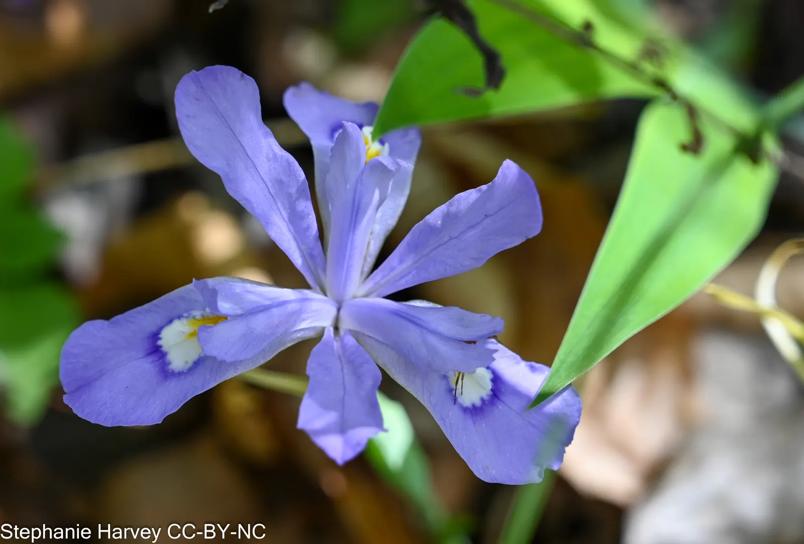 Dwarf Crested Iris (Iris Cristata) — bright green leaves that create an attractive backdrop for its ornate blossoms; hardy in zones 3-9, it's a low-maintenance