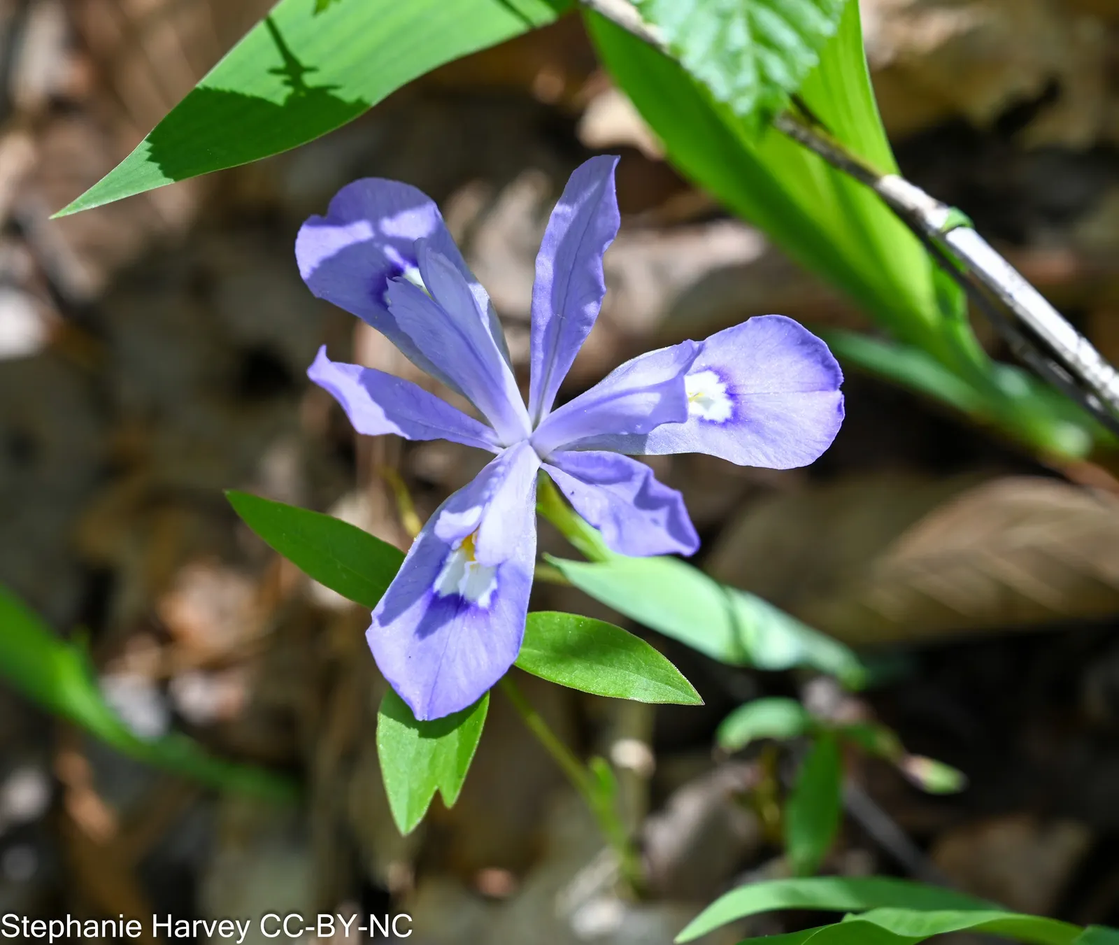 Dwarf Crested Iris (Iris Cristata) — is a charming native perennial featuring vibrant purple-blue flowers with yellow crested markings; this North American