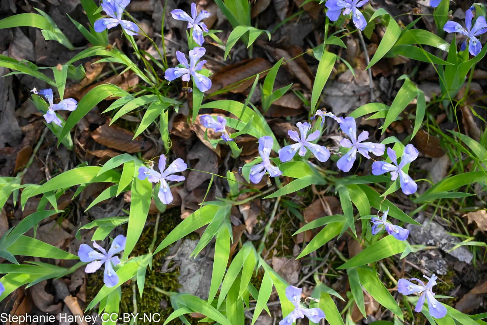Dwarf Crested Iris (Iris Cristata) — Hardy in zones 3-9, it's a low-maintenance addition offering early spring color