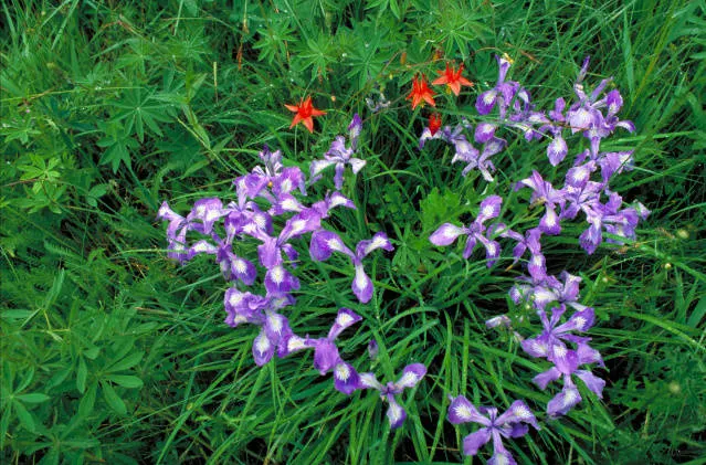 Dwarf Crested Iris (Iris Cristata) — Its compact rhizomatous clumps form a groundcover that flourishes in USDA Hardiness Zones 3 through 9; with a preference
