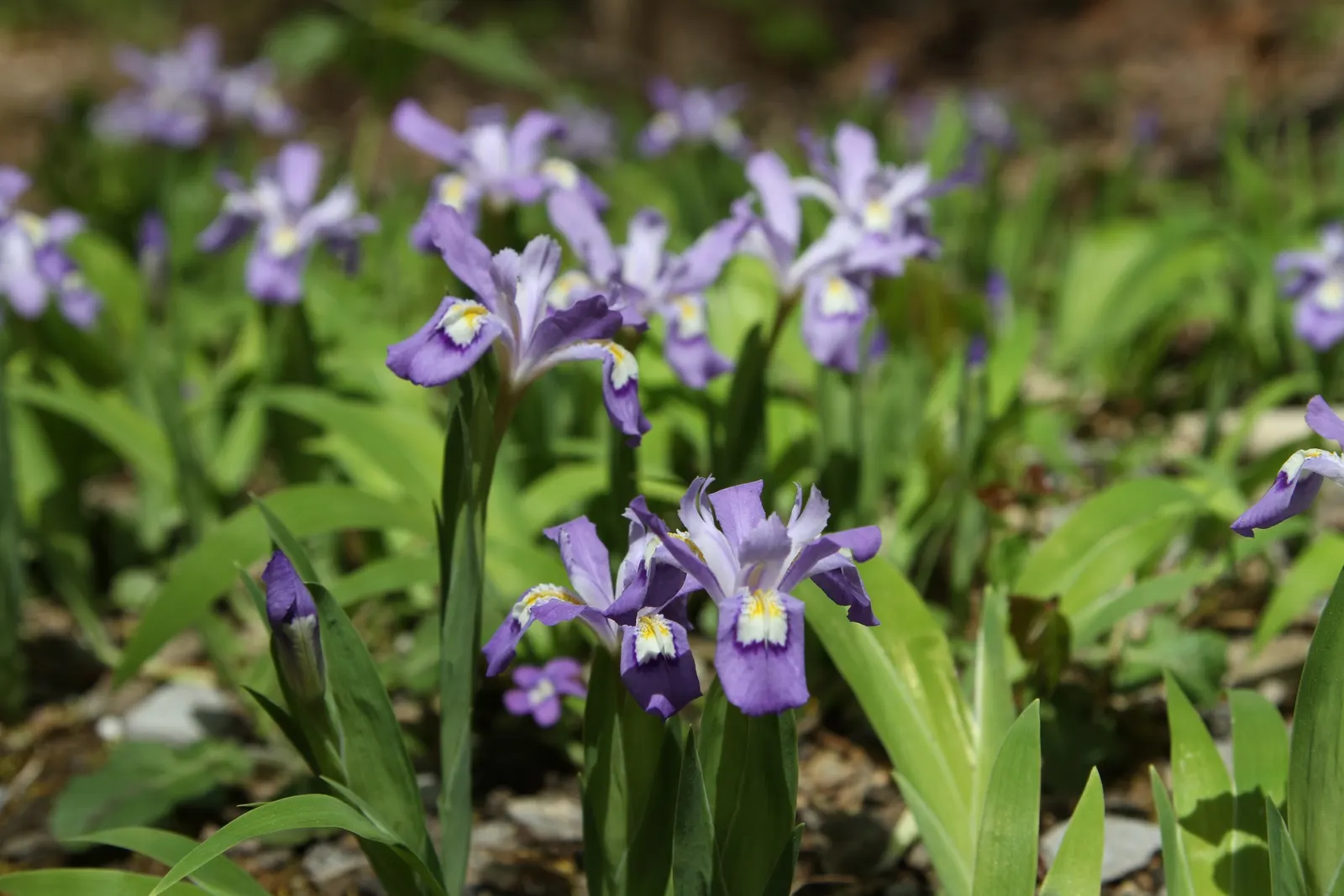 Dwarf Crested Iris (Iris Cristata) — It presents landscapers with a natural