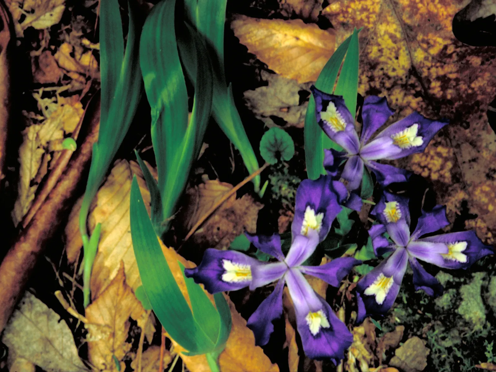 Dwarf Crested Iris (Iris Cristata) — commonly known as Dwarf Crested Iris; thriving in partial to full shade