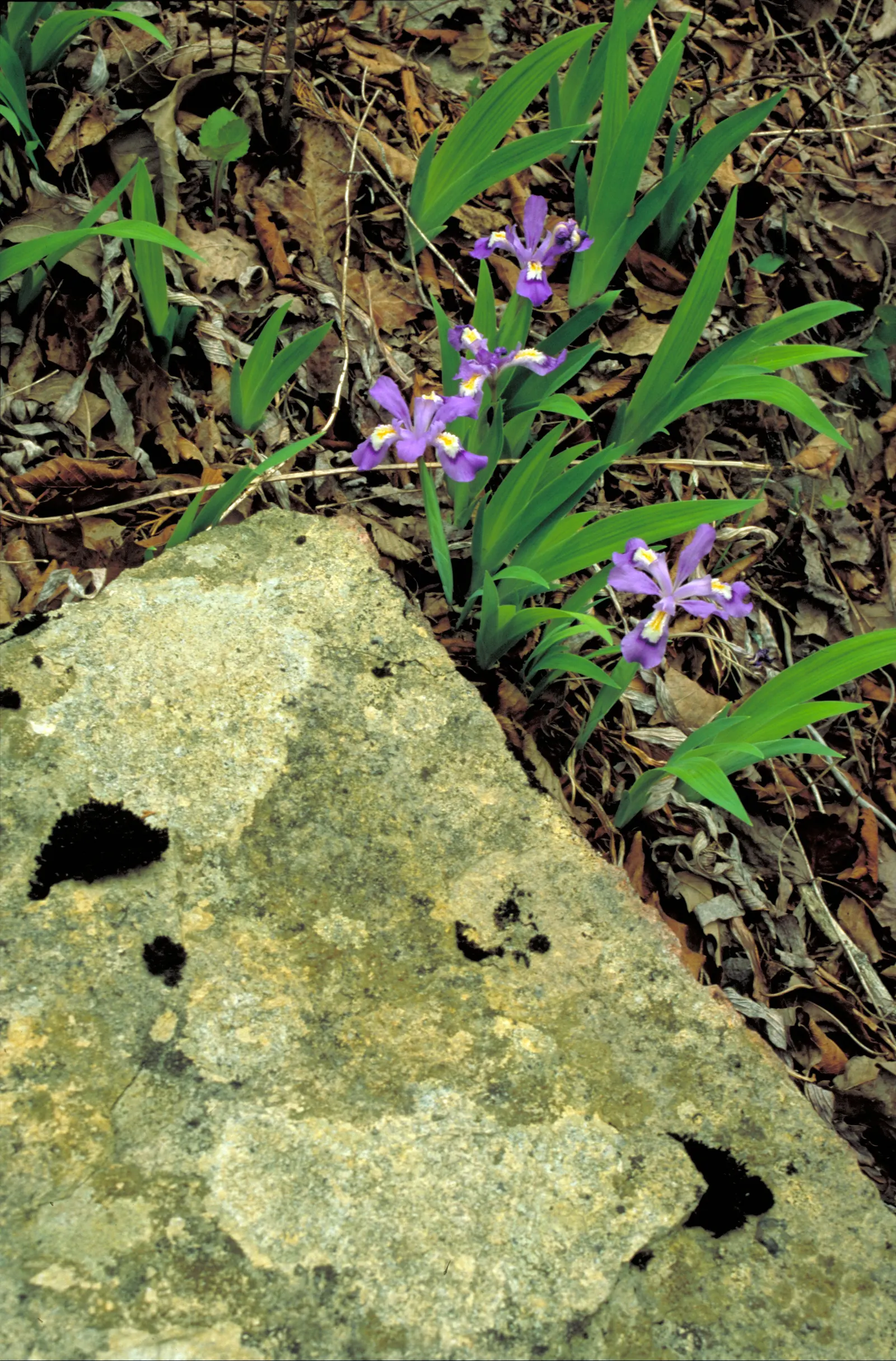 Dwarf Crested Iris (Iris Cristata) — thriving under the dappled light of larger trees