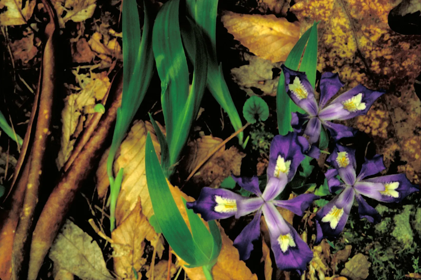 Dwarf Crested Iris (Iris Cristata) — commonly known as Dwarf Crested Iris