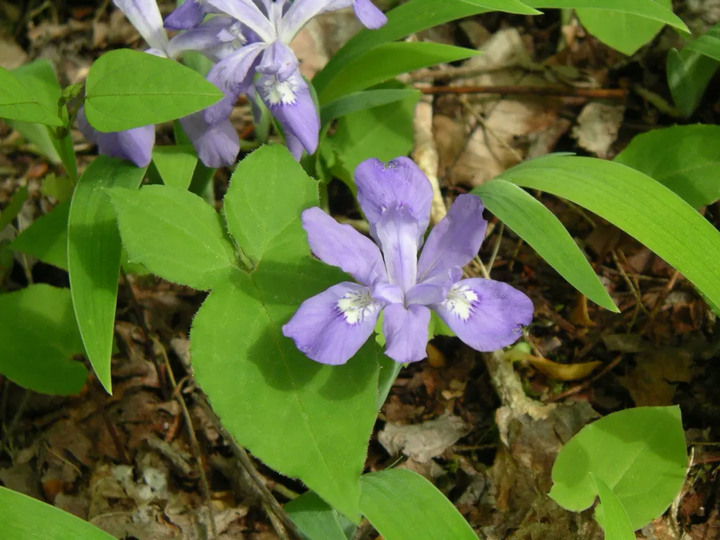 Dwarf Crested Iris (Iris Cristata) — it requires well-drained soil; particularly suitable for rock gardens or woodland settings