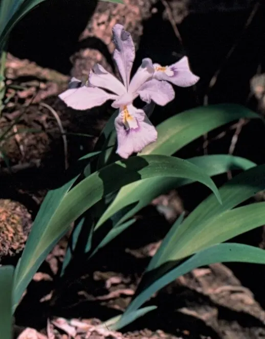 Dwarf Crested Iris (Iris Cristata) — with a preference for a slightly acidic to neutral pH; showcasing resilience to varying climates.<br><br>The foliage of