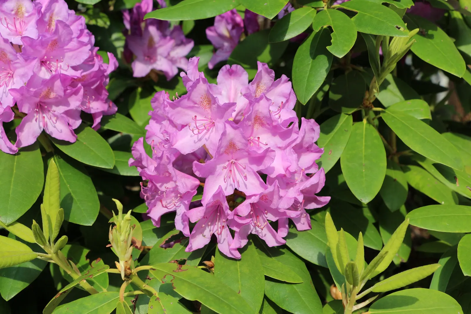 Catawba Rhododendron (Rhododendron Catawbiense 'Boursault') — esteemed for its large clusters of vibrant lavender-pink flowers that bloom in late spring