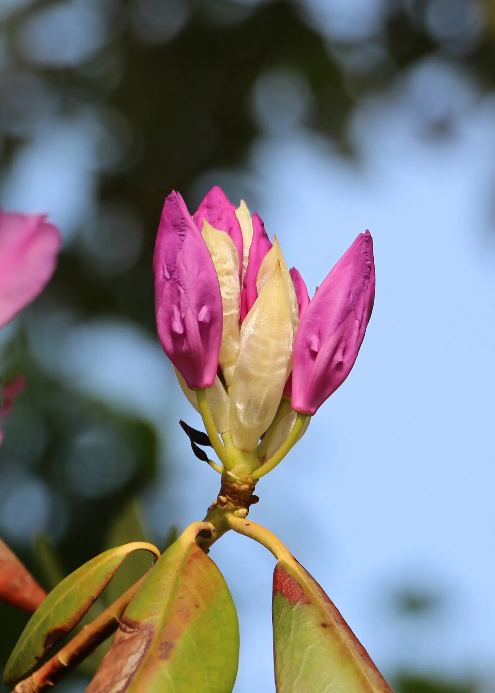 Catawba Rhododendron (Rhododendron Catawbiense 'Boursault') — The Catawba Rhododendron 'Boursault' (Rhododendron catawbiense 'Boursault') is a broadleaf