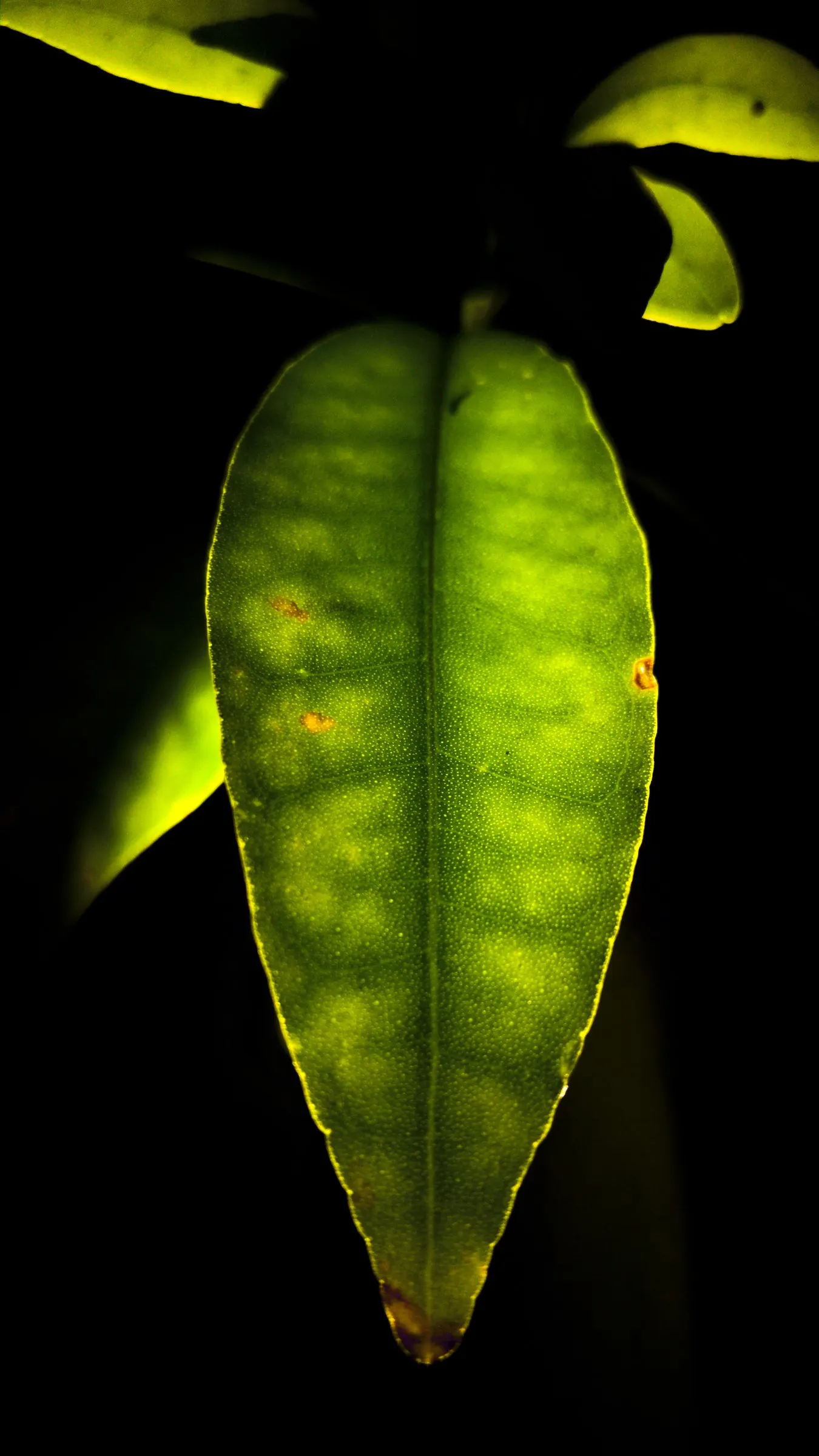 Tangerine (Citrus Tangerina) — approximately 2 to 4 inches in diameter