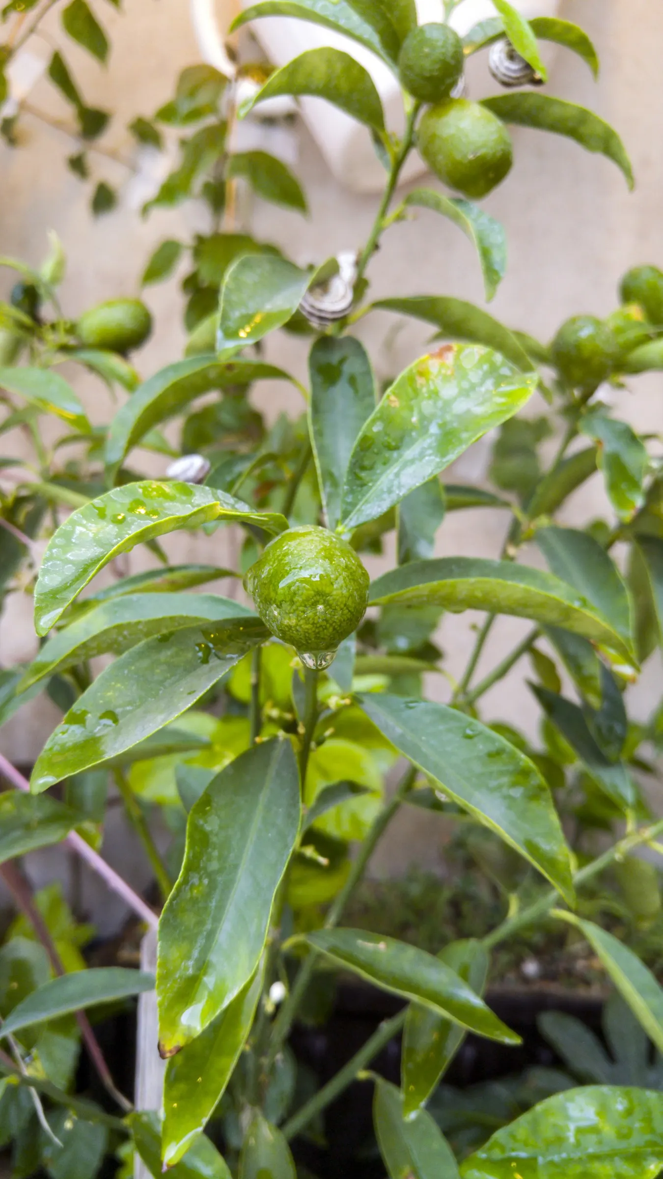 Tangerine (Citrus Tangerina) — the Tangerine tree is adorned with fragrant white flowers that attract pollinators