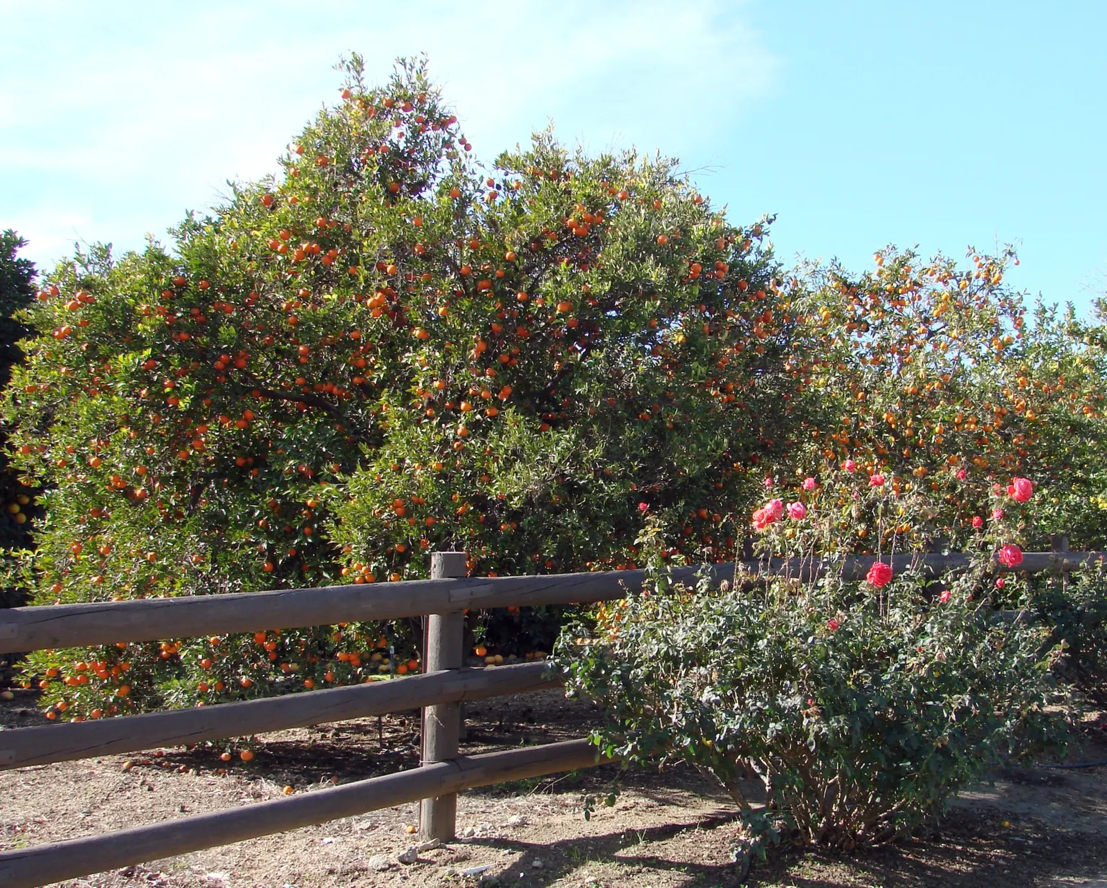 Tangerine (Citrus Tangerina) — adding a delightful sensory experience to the garden