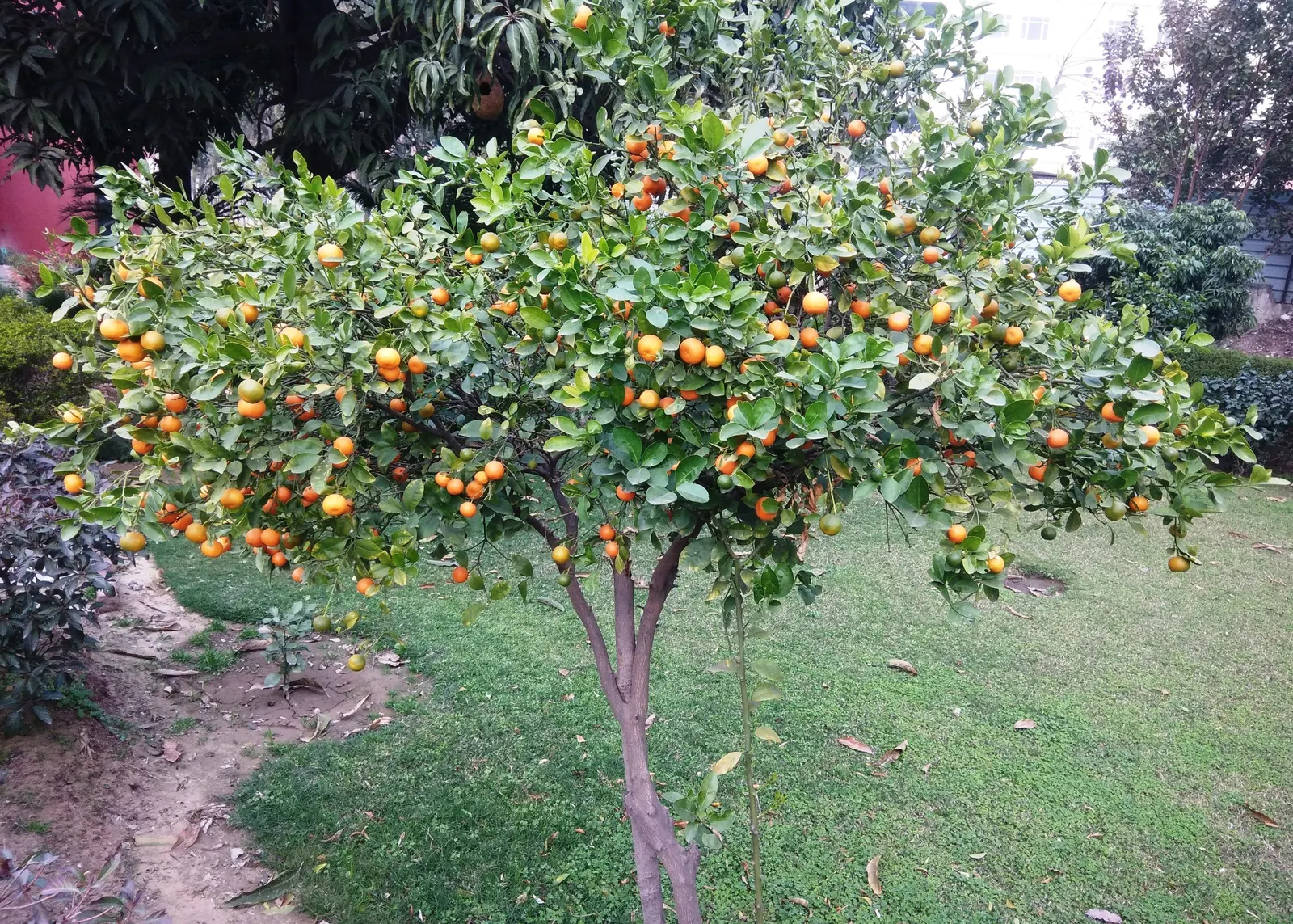 Tangerine (Citrus Tangerina) — Esteemed for its fragrant blooms and sweet