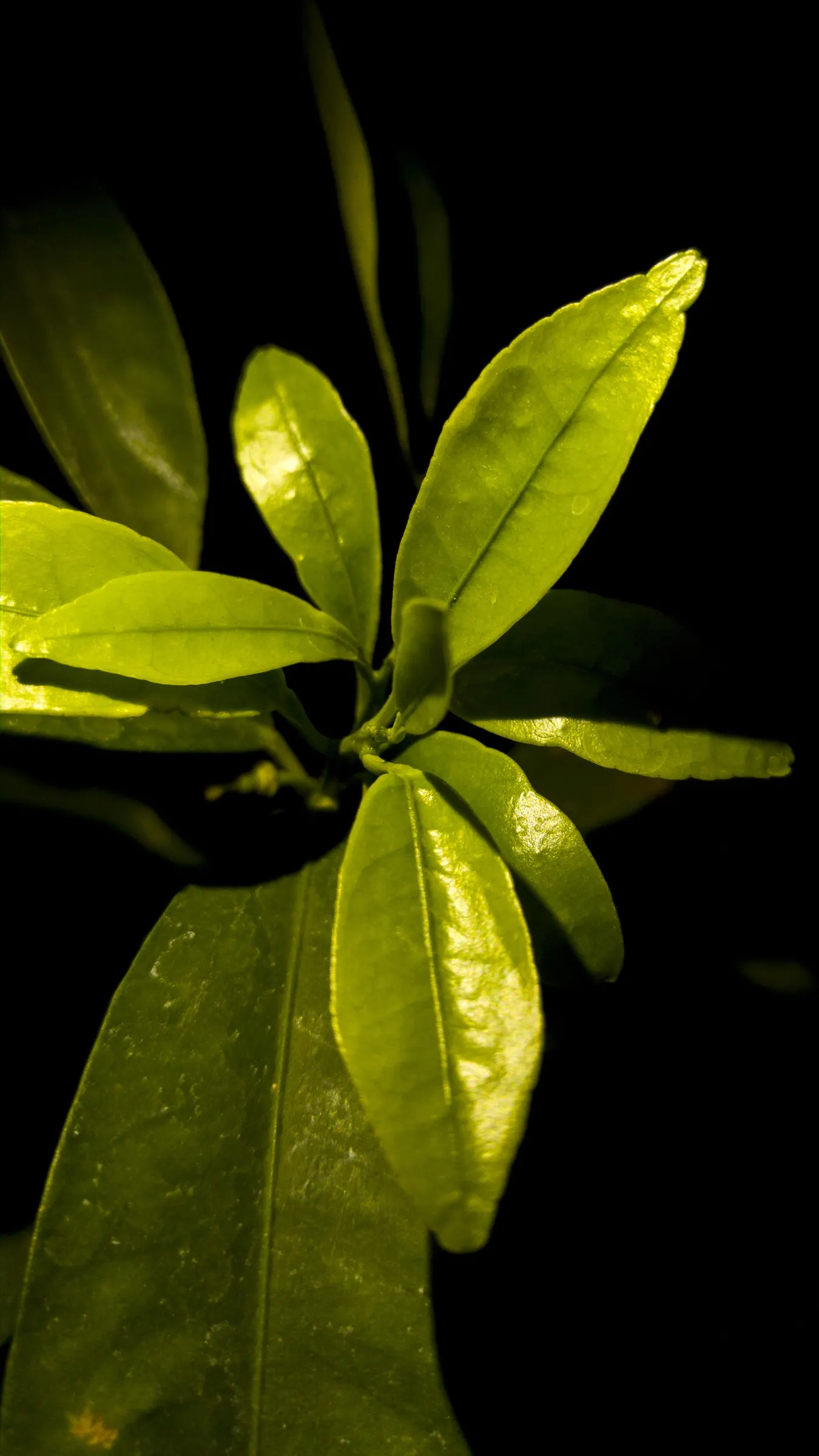 Tangerine (Citrus Tangerina) — The Tangerine (Citrus tangerina) is a compact