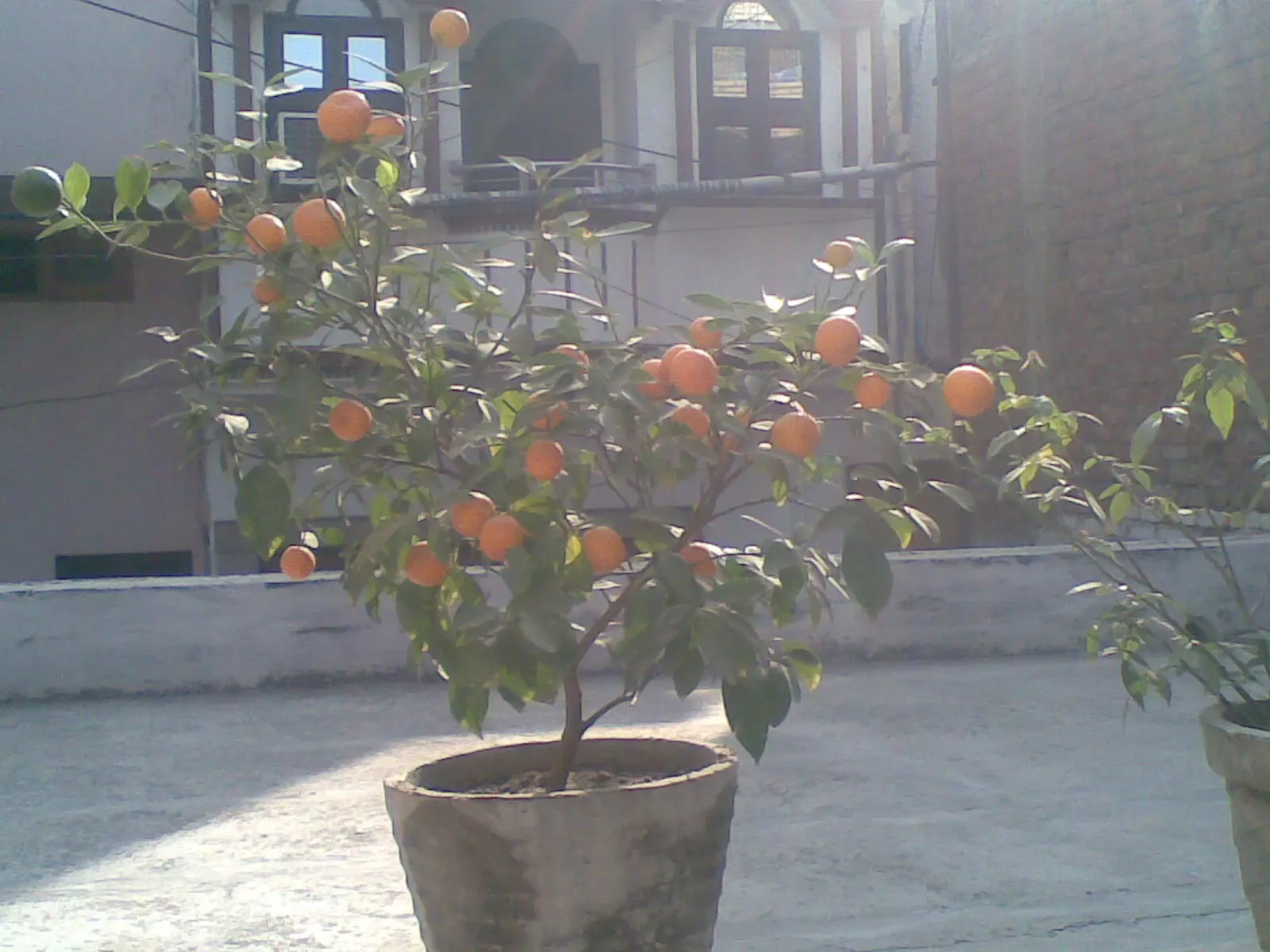 Tangerine (Citrus Tangerina) — Standing at a manageable height of typically 10 to 15 feet