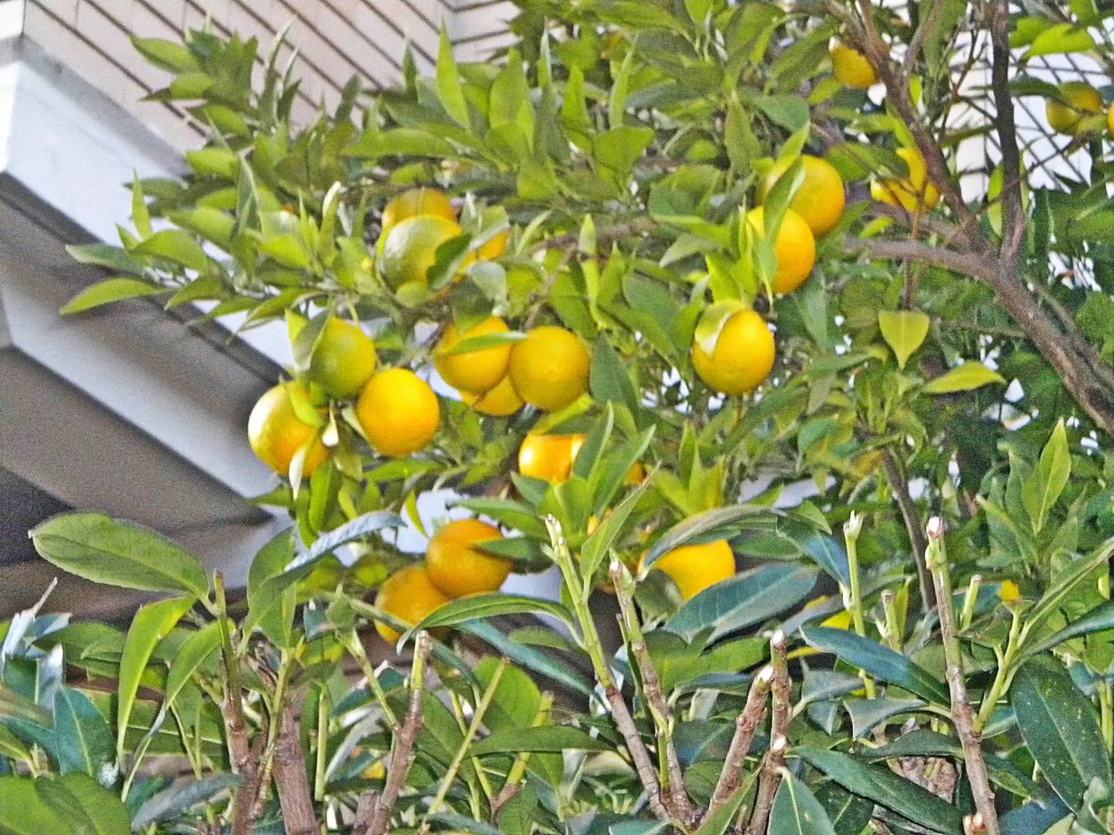 Tangerine (Citrus Tangerina) — is an evergreen citrus tree that adds both visual appeal and practicality to any landscape design