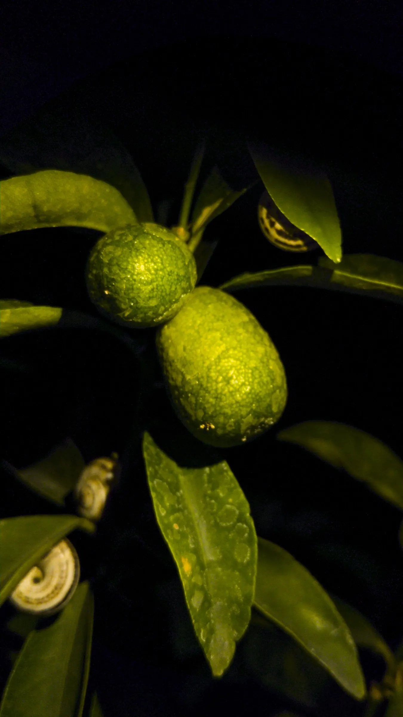 Tangerine (Citrus Tangerina) — ideal for residential gardens with limited space.<br><br>In spring