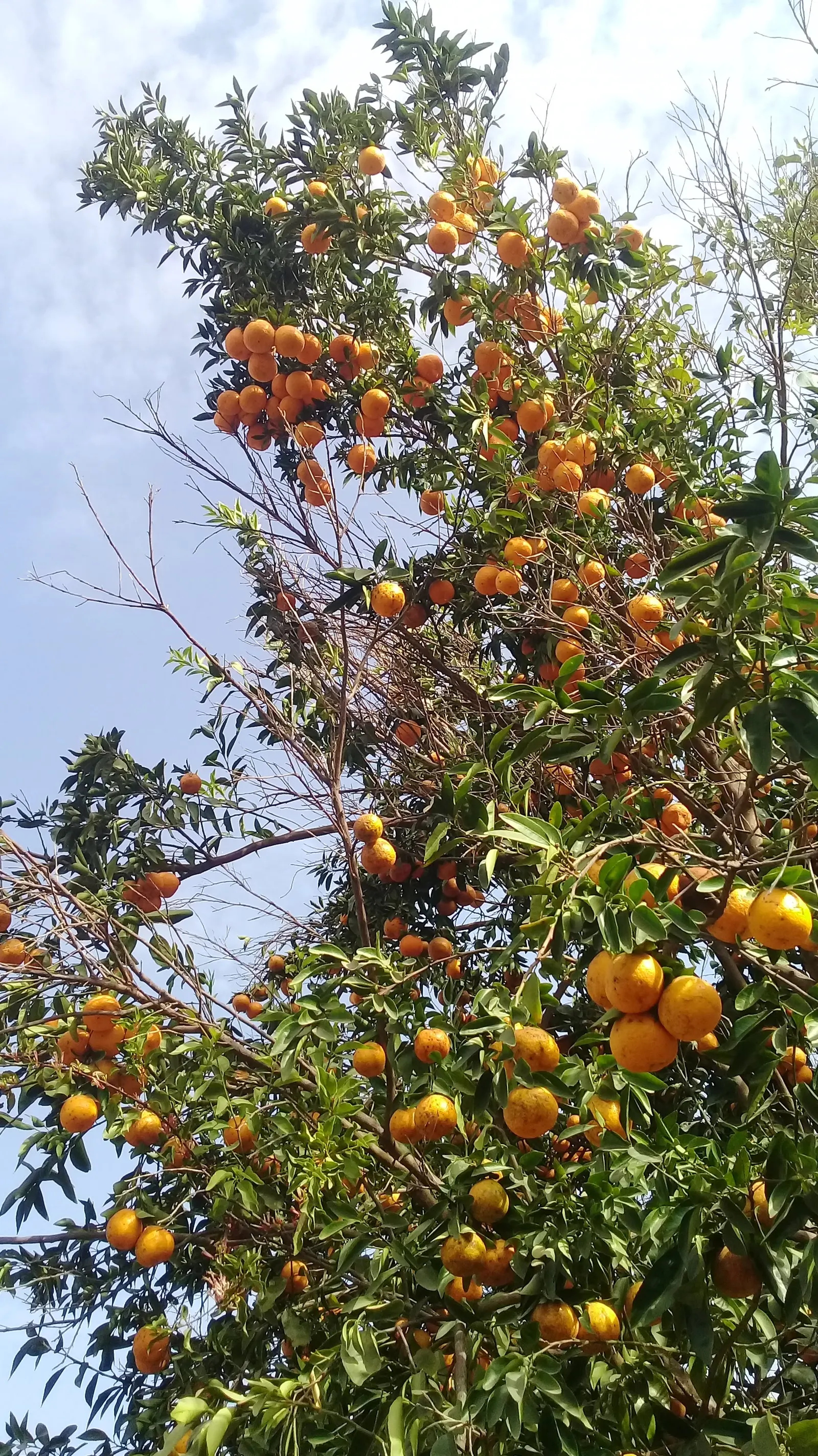 Tangerine (Citrus Tangerina) — dark green leaves and orange fruits offer year-round visual interest