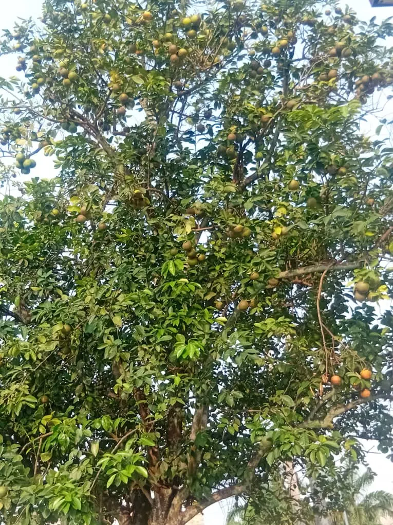 Tangerine (Citrus Tangerina) — Abundant harvests occur in late fall to winter