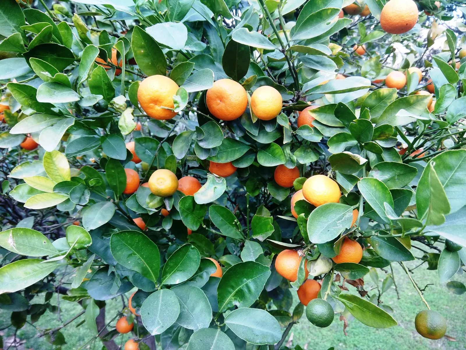 Tangerine (Citrus Tangerina) — reaching 10-15 feet in height