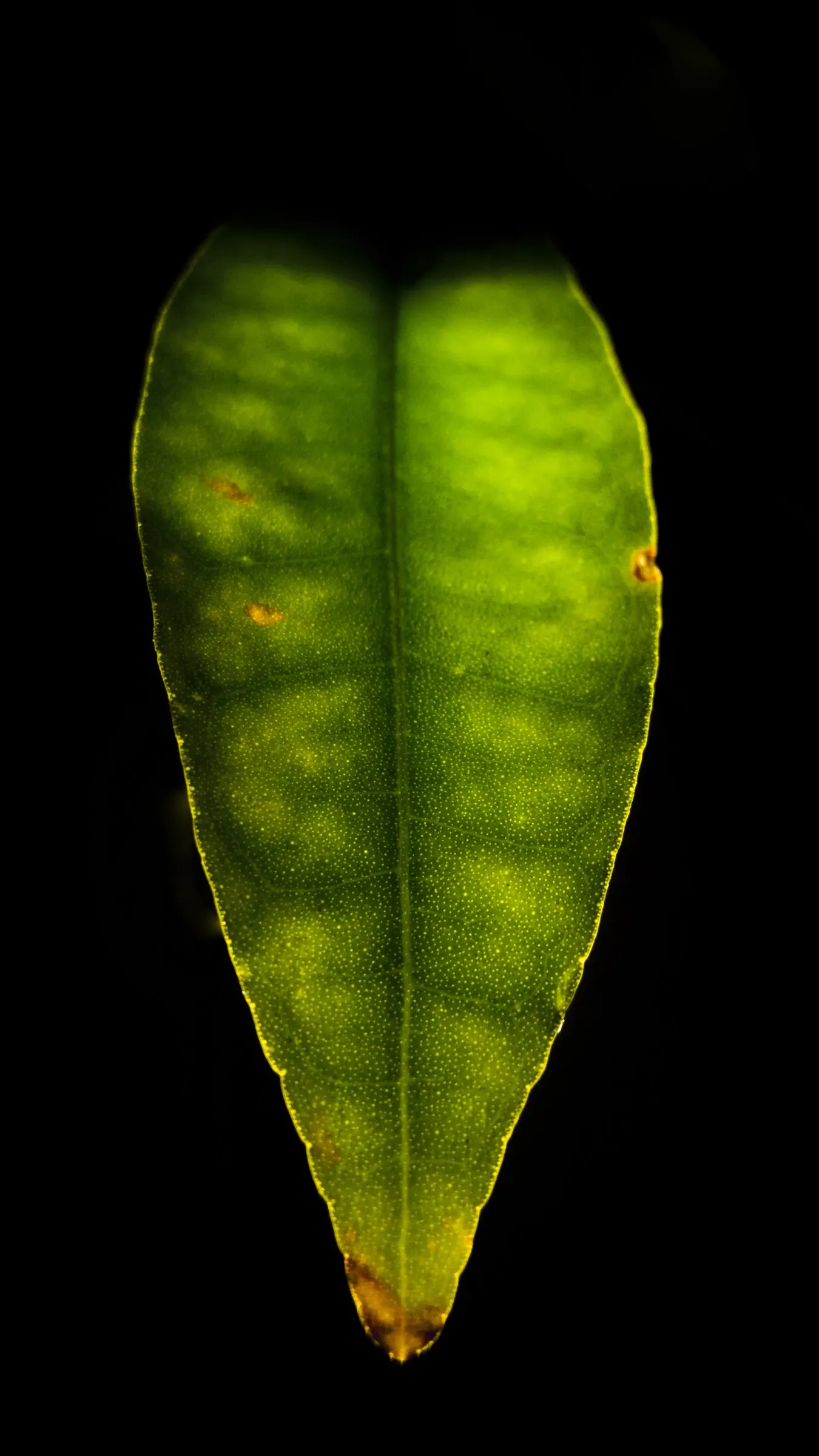 Tangerine (Citrus Tangerina) — preferring a subtropical climate